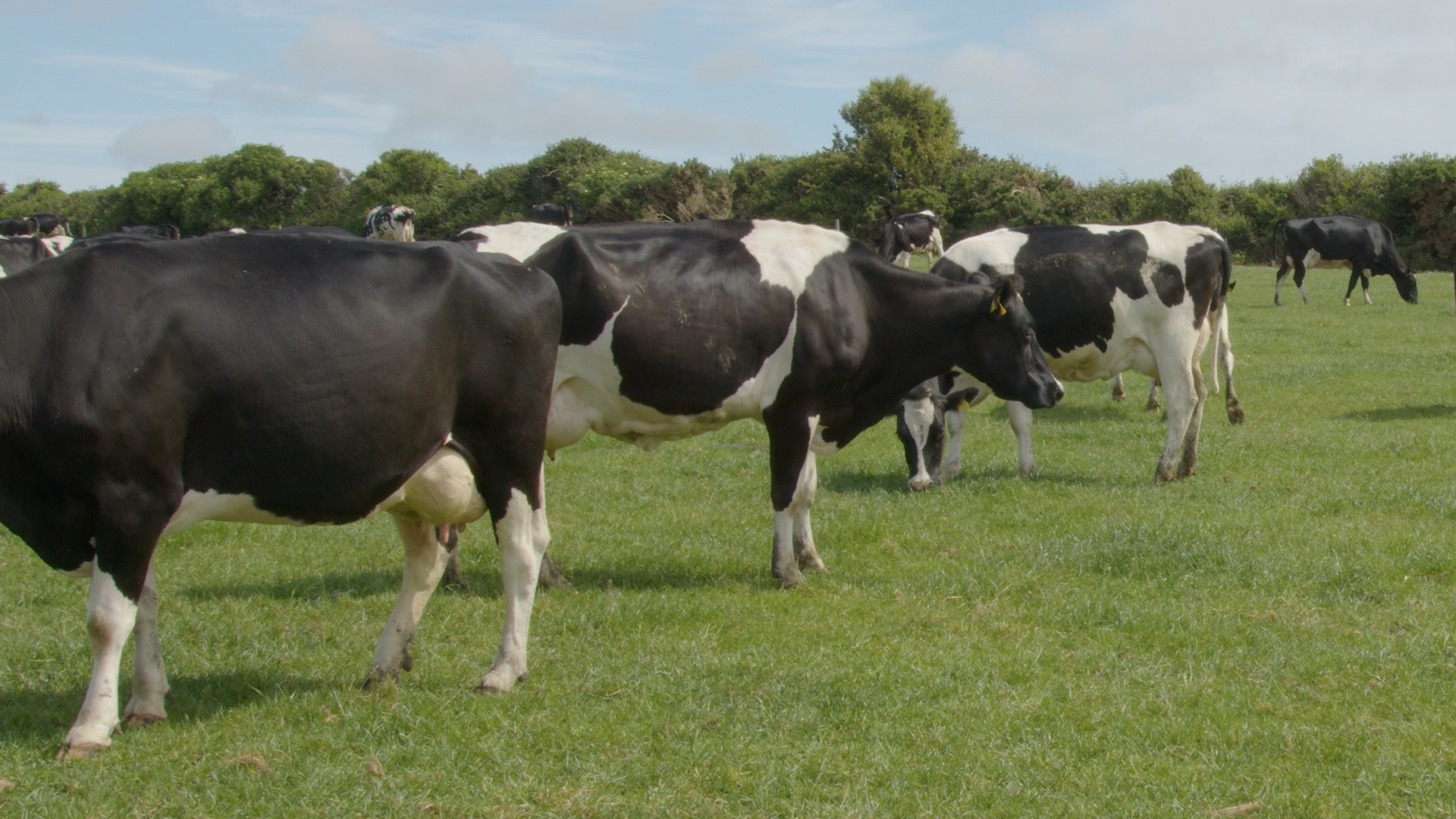 The Tracey's cows out grazing