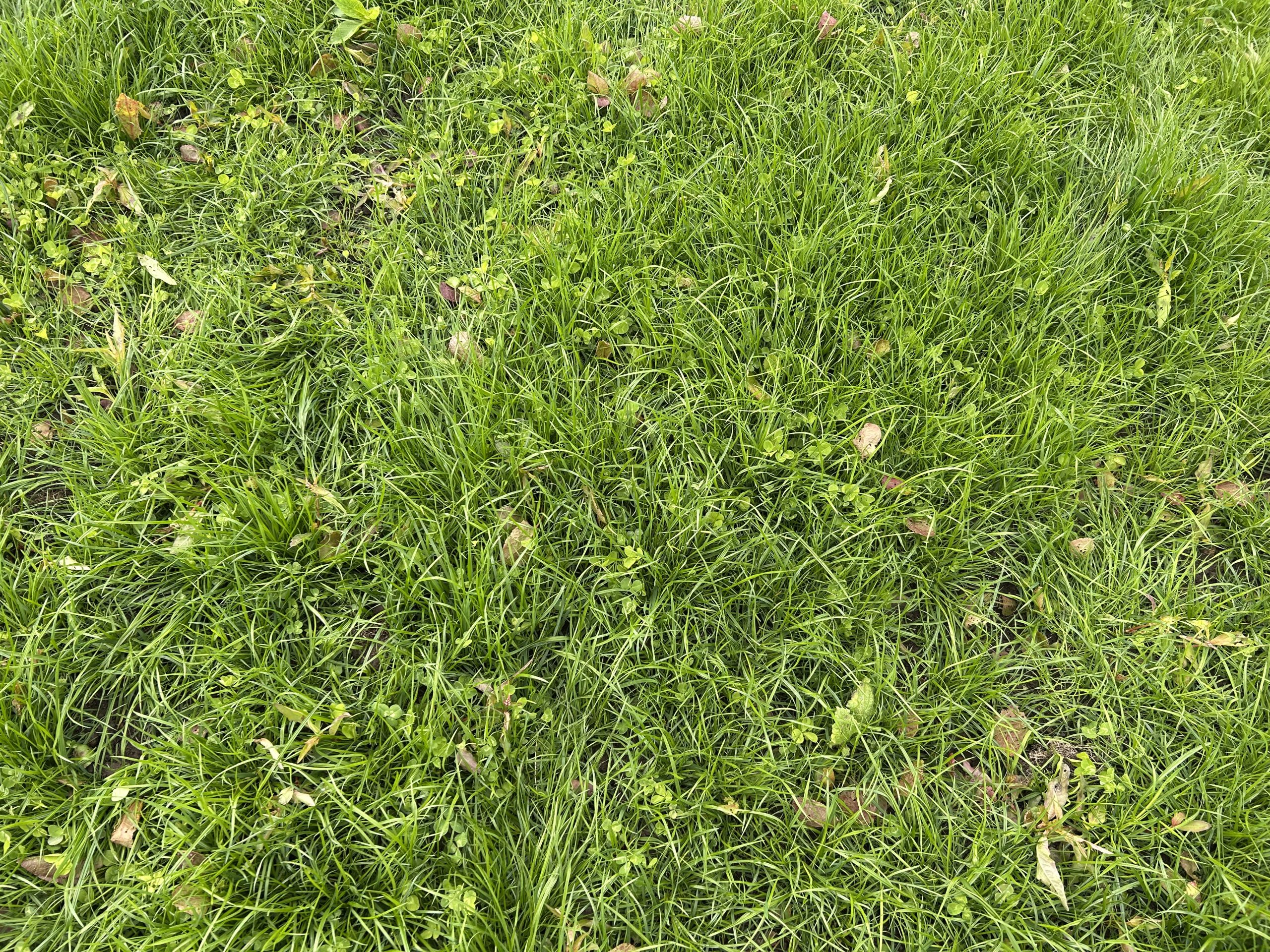 Clover inclusion on a fresh reseed