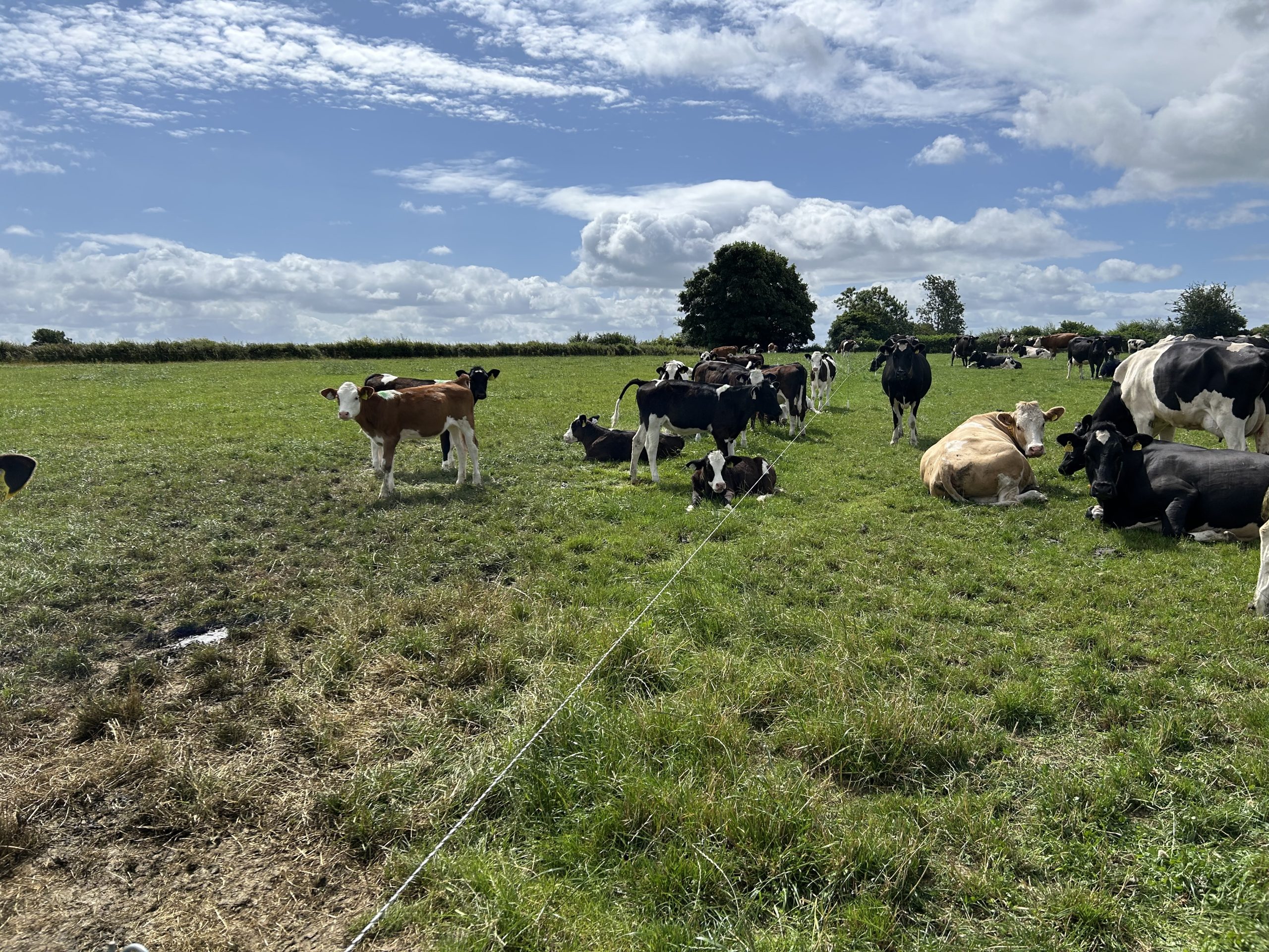 Meehan's replacement calves grazing ahead of the cows