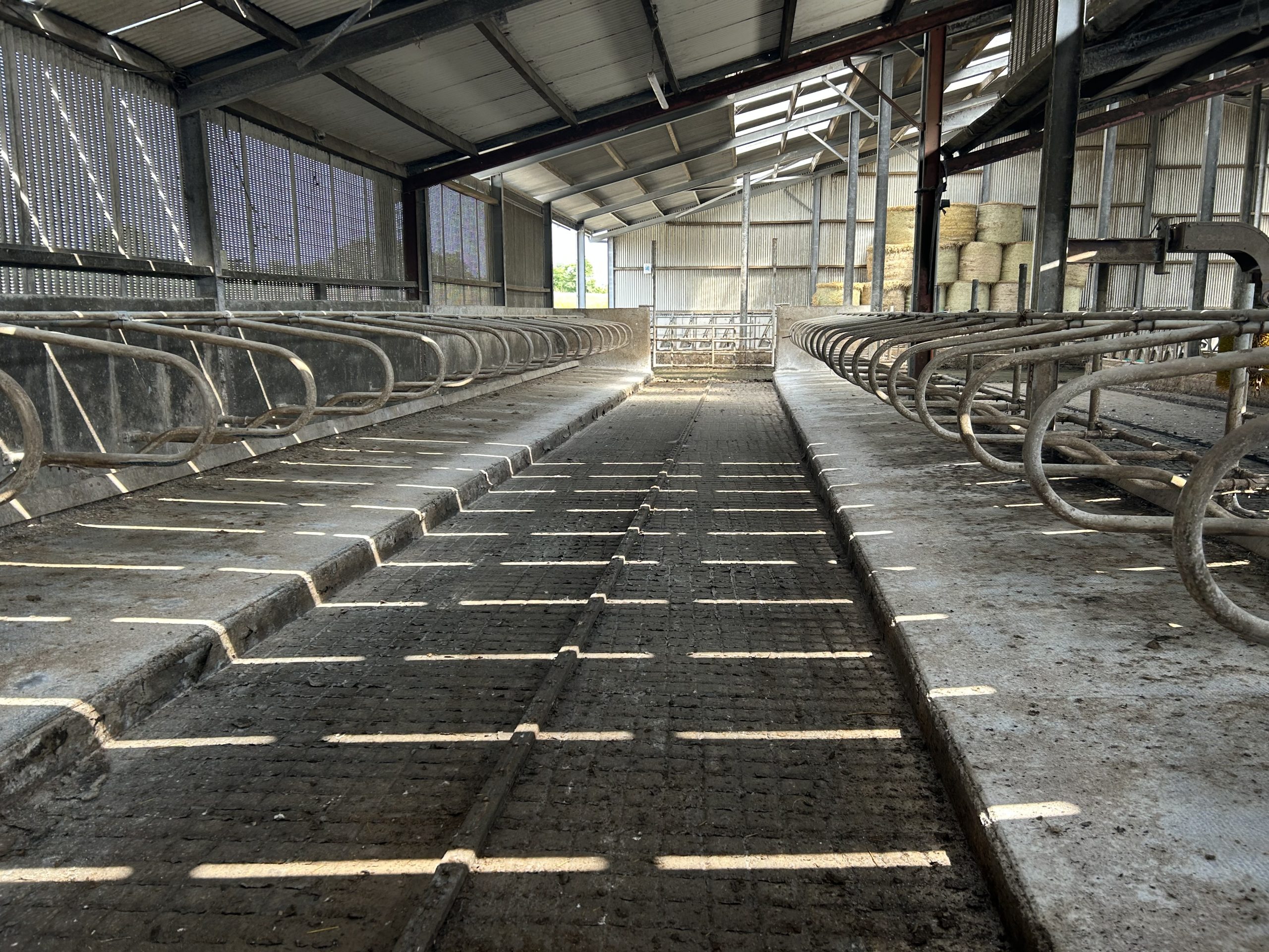 The cubicle shed and passageway on the farm