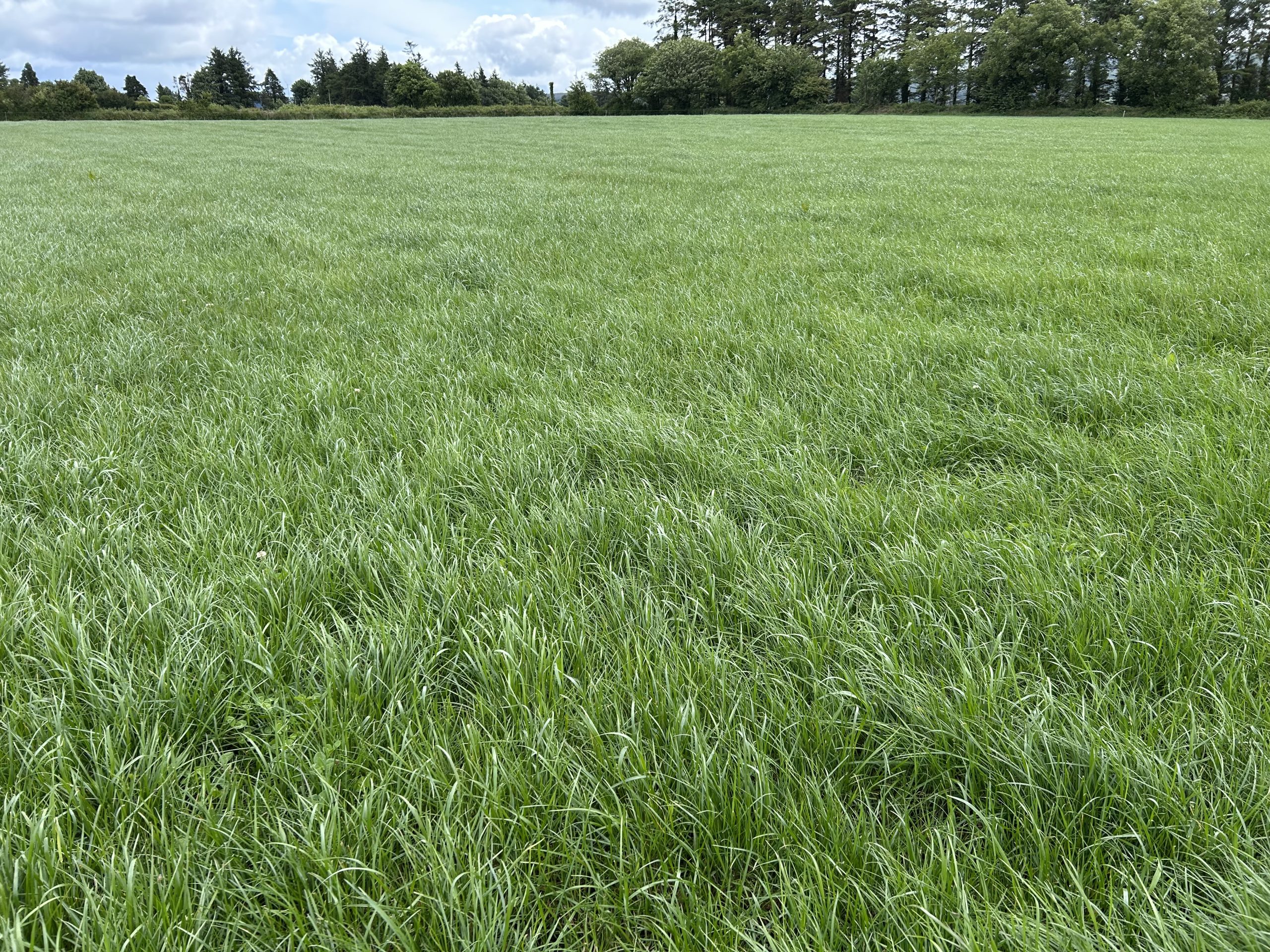 A paddock with a cover of about 1,500kg DM/ha that was cut for bales about 23 days ago