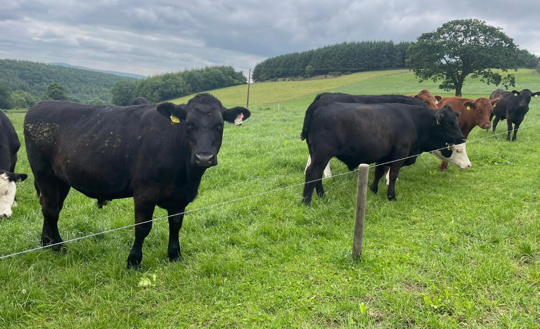 ABP Demonstration Farm