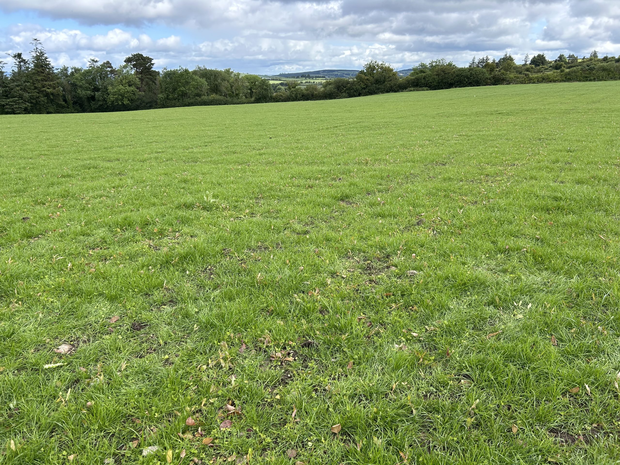 A look at the freshly reseeded paddock