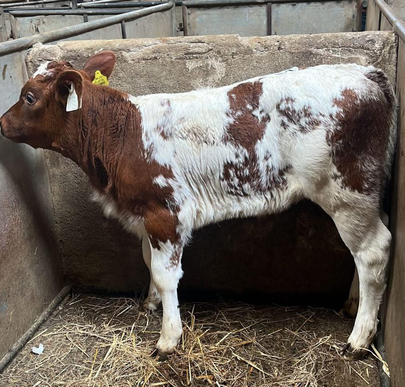 This Shorthorn-cross heifer calf made €1,050