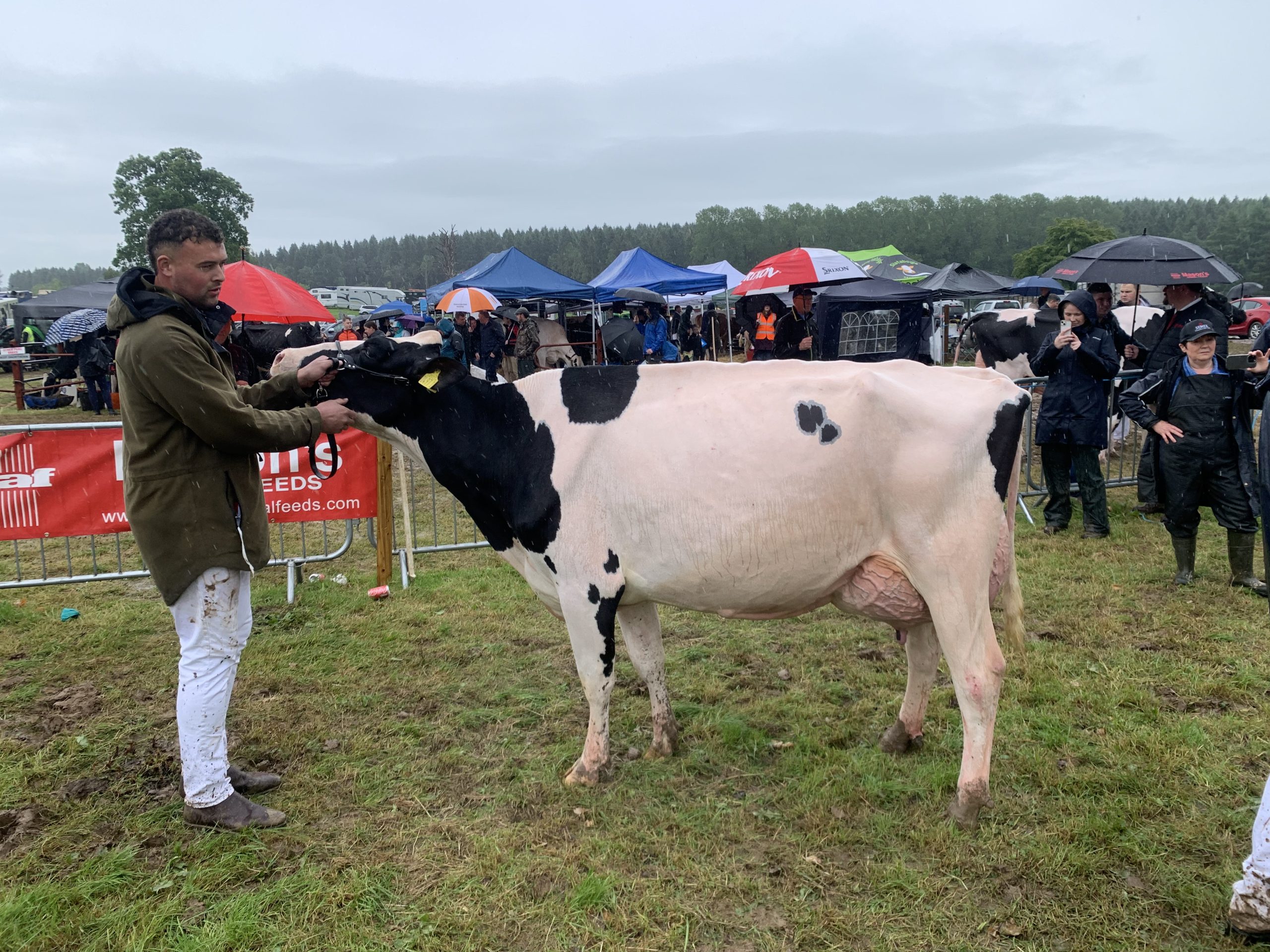 The Junior Inter-Breed Dairy Champion at Armagh Show 2025, exhibited by  Annaghmore Holsteins