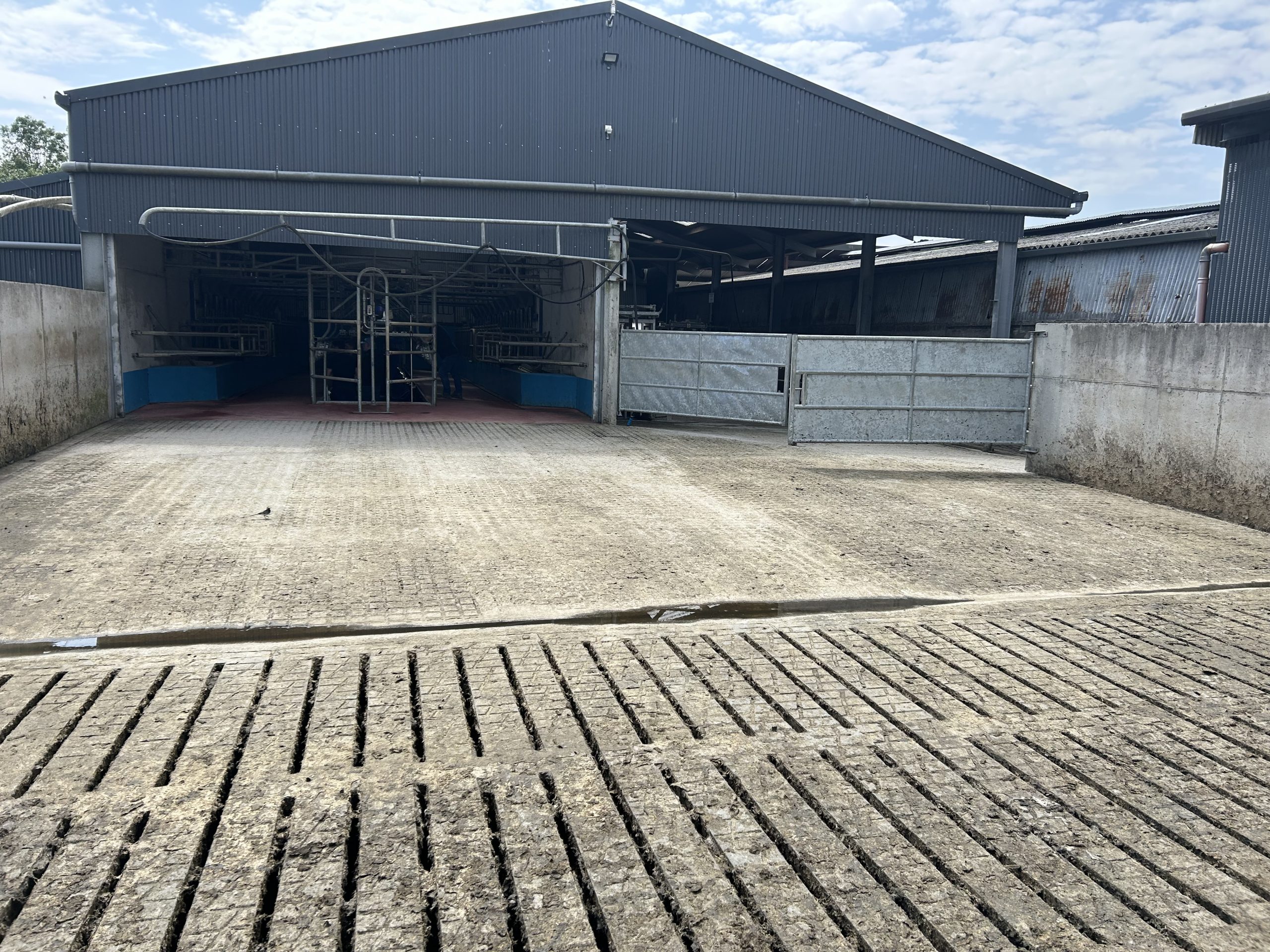 The 40ft shed with parlour on one side and drafting and handling facilities on the other side
