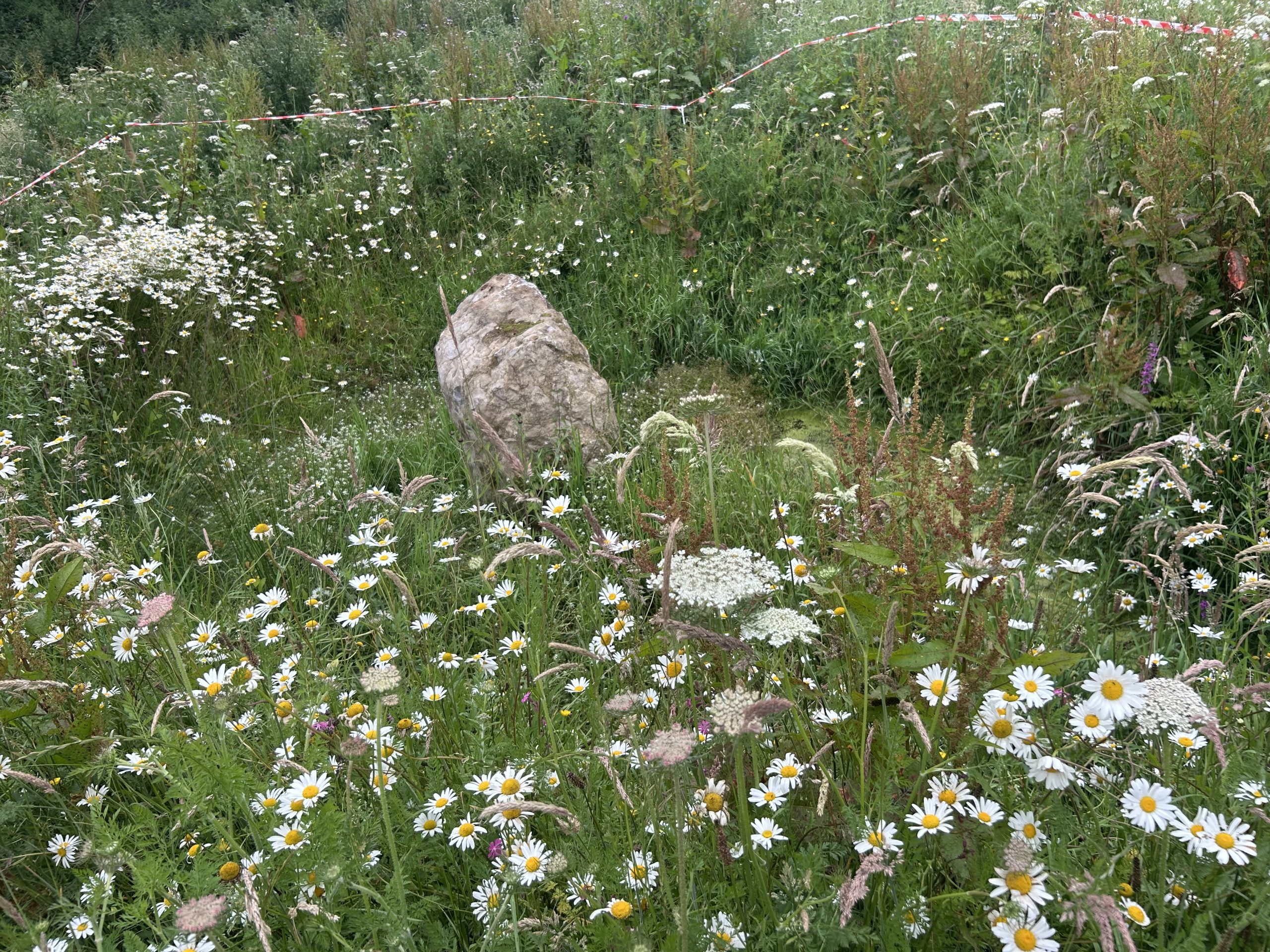 The wetland pond