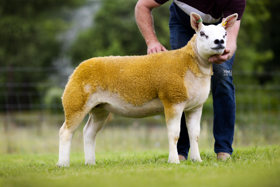 Lot 37 from the Lough Erne flock