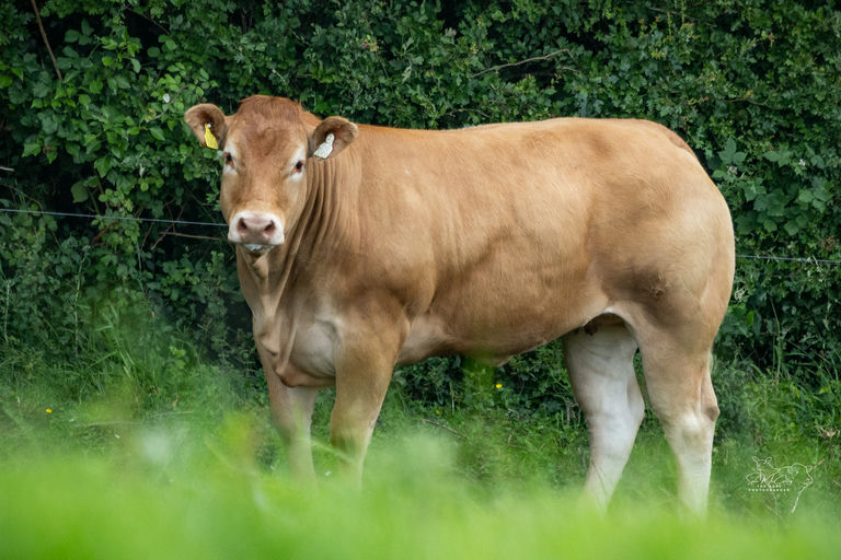 Keltic Vitality sold for €12,200