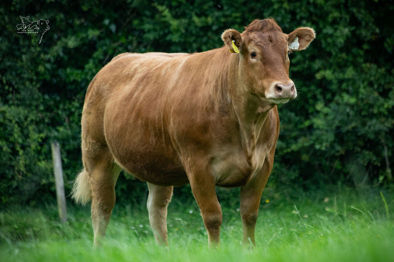 Keltic Uqueen sold for €8,100