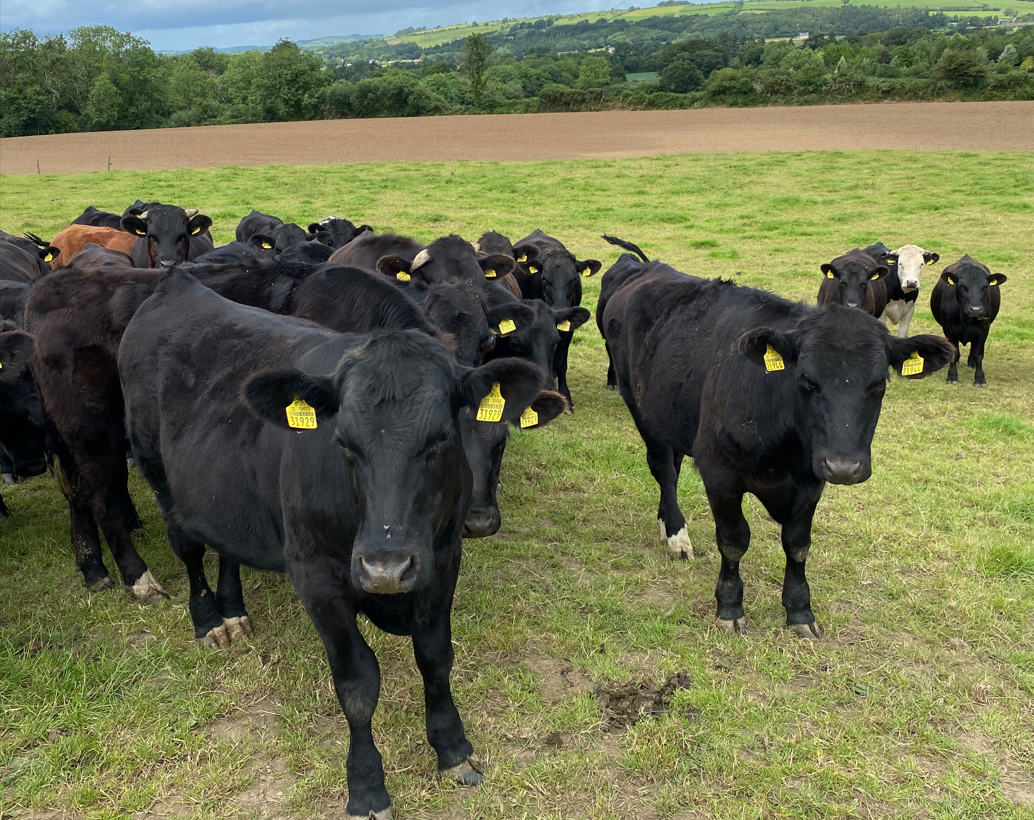 Yearling cattle are achieving good graze-outs