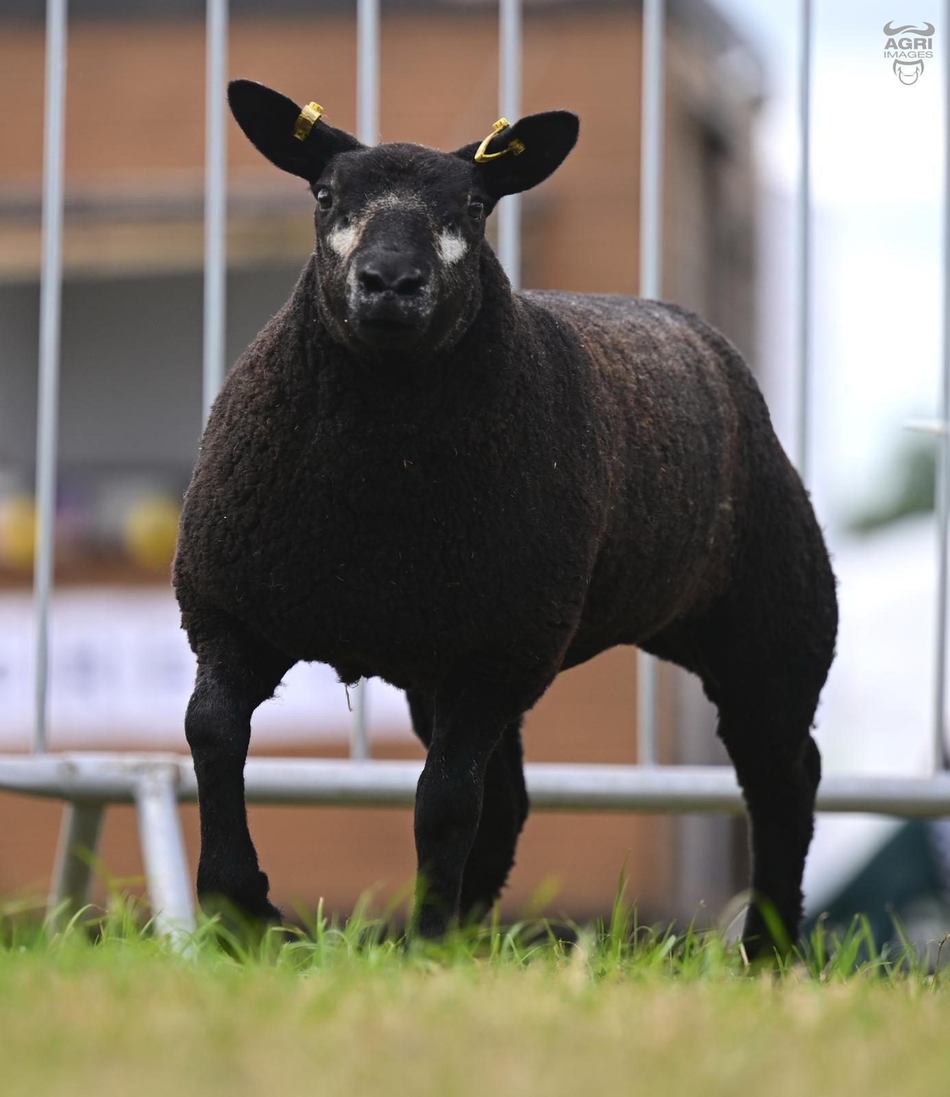 Lot 18 Blue Texel, Cracking Jo. Image source: James Dunne