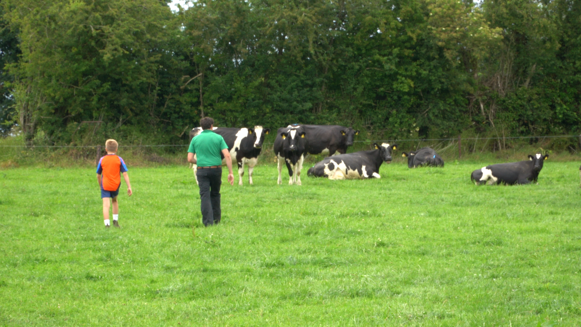 Rounding up the cows on the Downey farm in Golden, Co. Tipperary