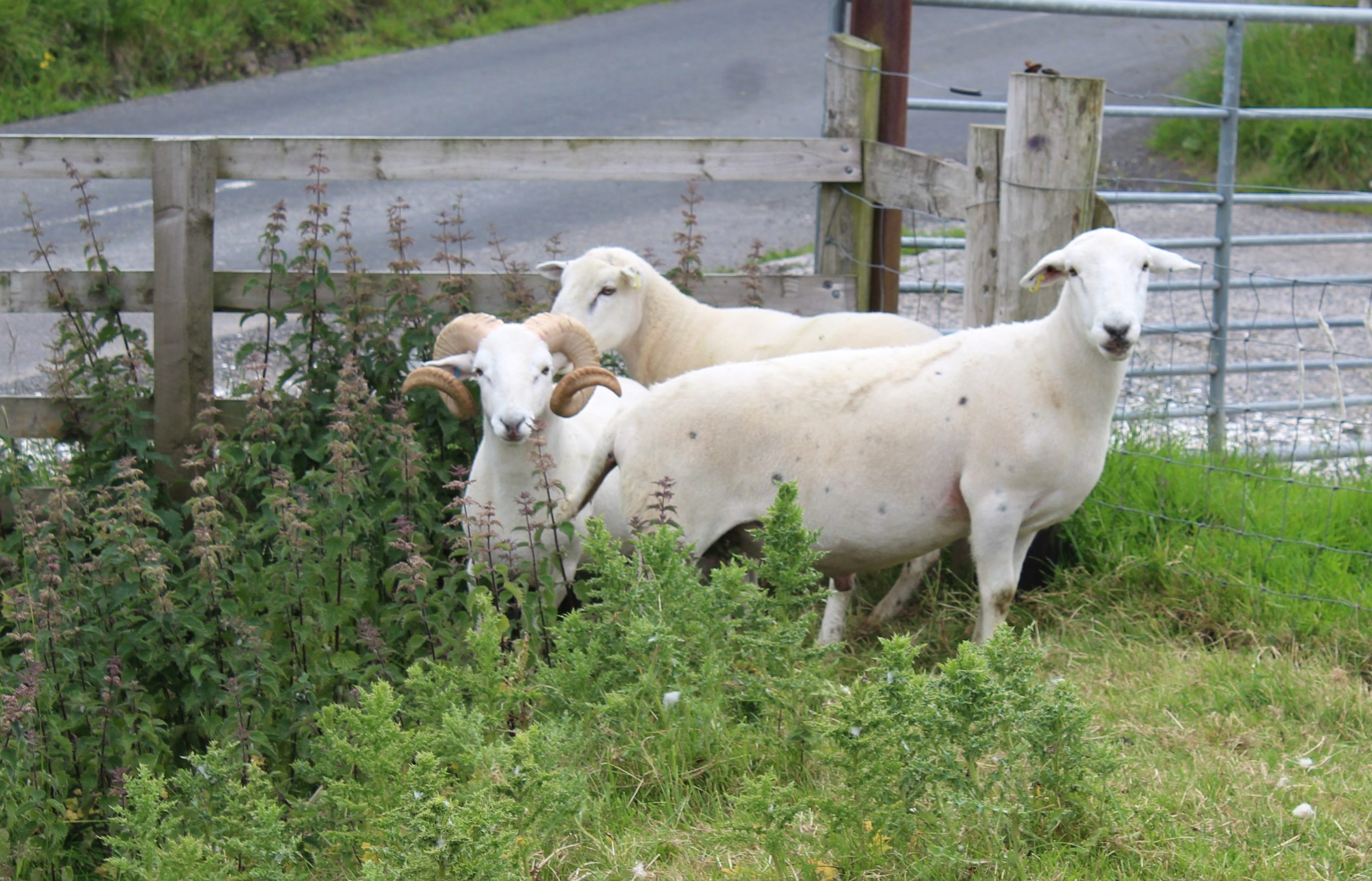 Three rams - two EasyCare and one Wiltshire Horn - on the Co. Antrim farm of Campbell Tweed