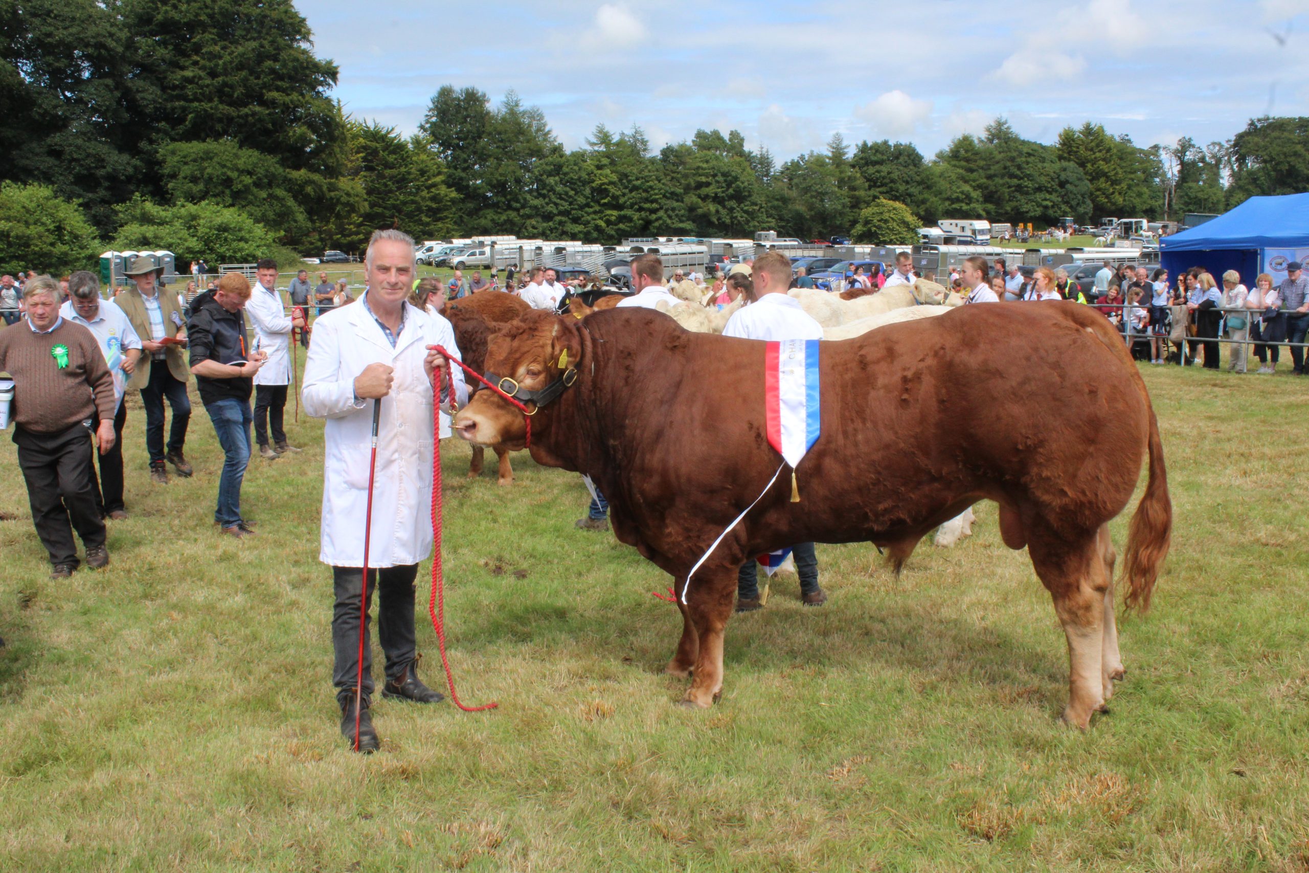 The inter-breed young bull champion at Castlewellan Show 2025