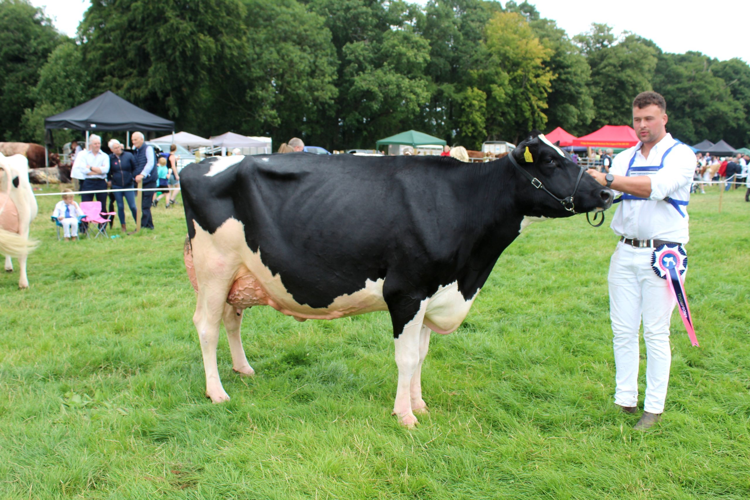 The dairy inter-breed reserve champion at Antrim Show 2025