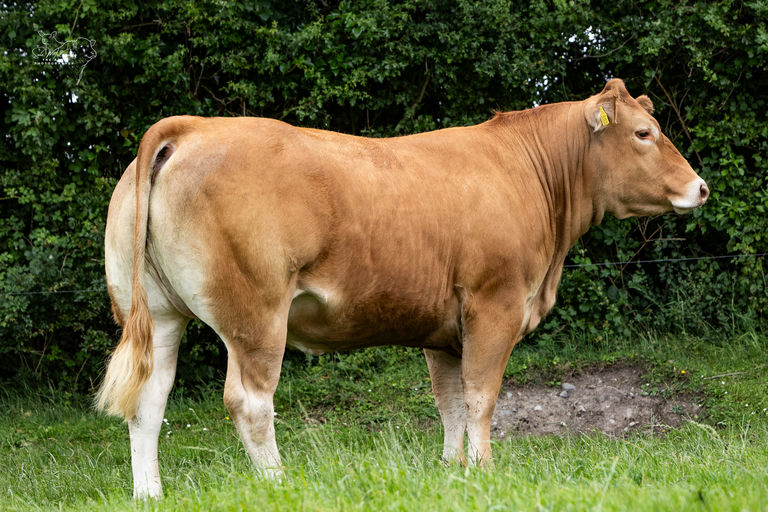Keltic Te Kanawa sold for €13,200