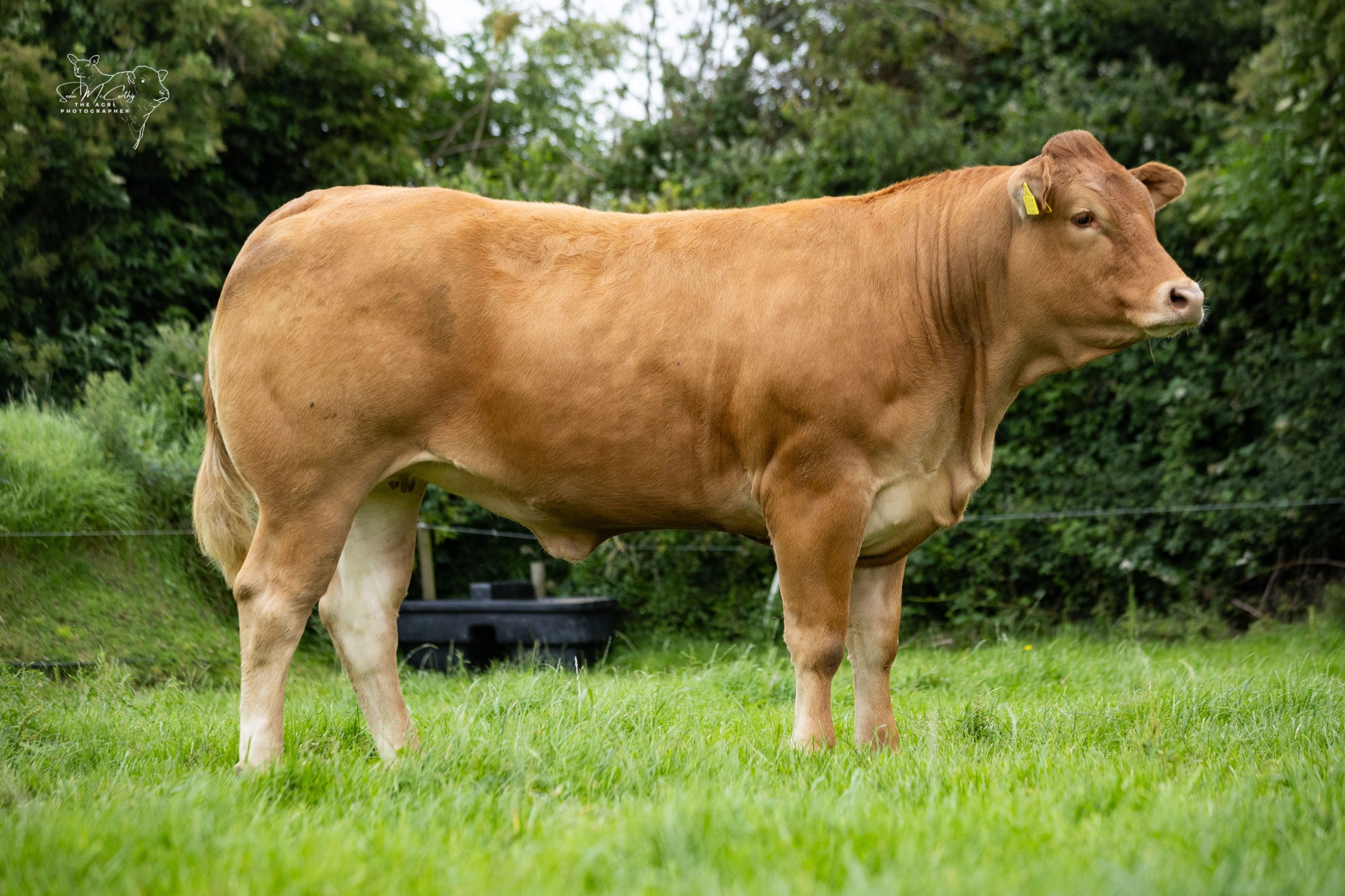 Keltic Ubeauty, lot three. Source: Teleri Thomas