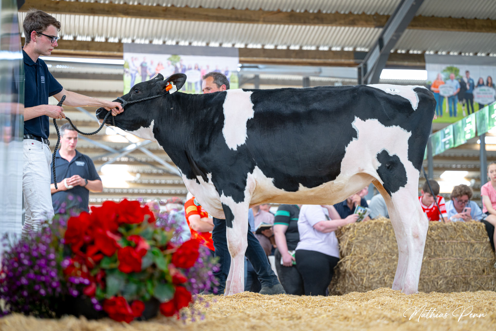 Lot 12 - Greenlea Lambda Apple. Image: Mathias Penn