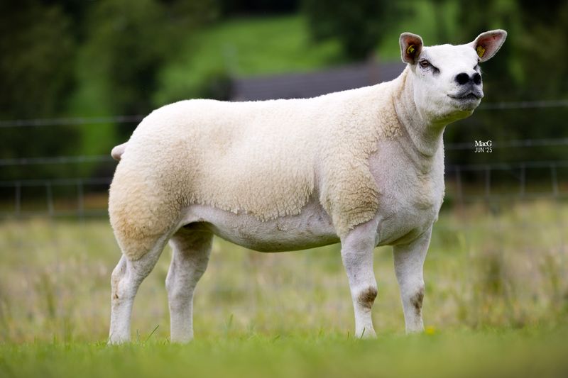 Lot 39, from the Tullig Texel flock