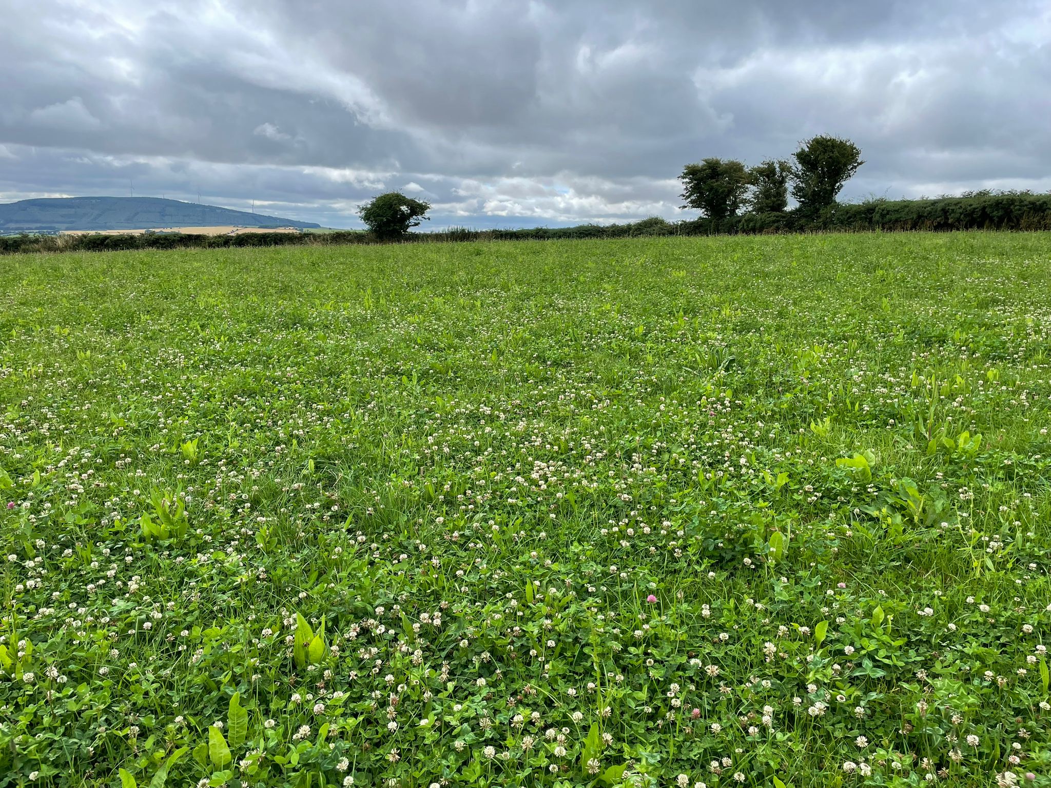 Clover has been performing strongly in paddocks this year
