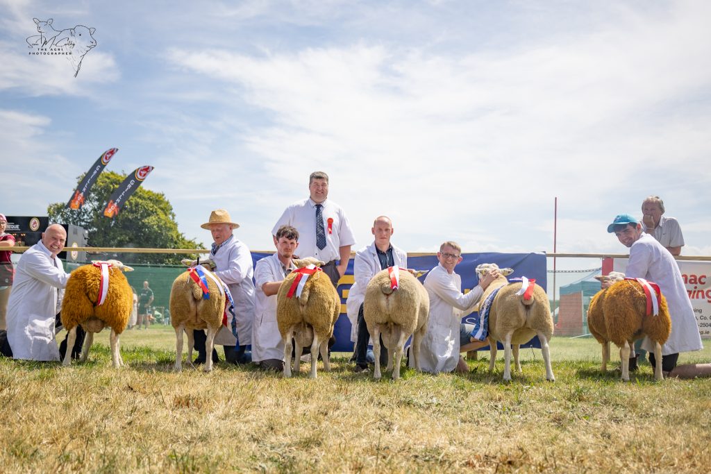 Championship class. L-R: John McTigue - Ram lamb; Tim Keady - Senior Ewe; Tim Keady - Hogget Ram; Liam and Eoin Dunne - Senior Ram; Barry Cunningham - Hogget Ewe; and John McTigue - Ewe lamb