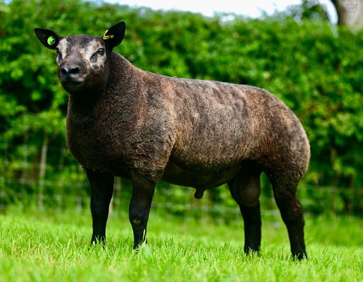 Lot 23 ram lamb, Powerful Jamaica. Image source: James Dunne
