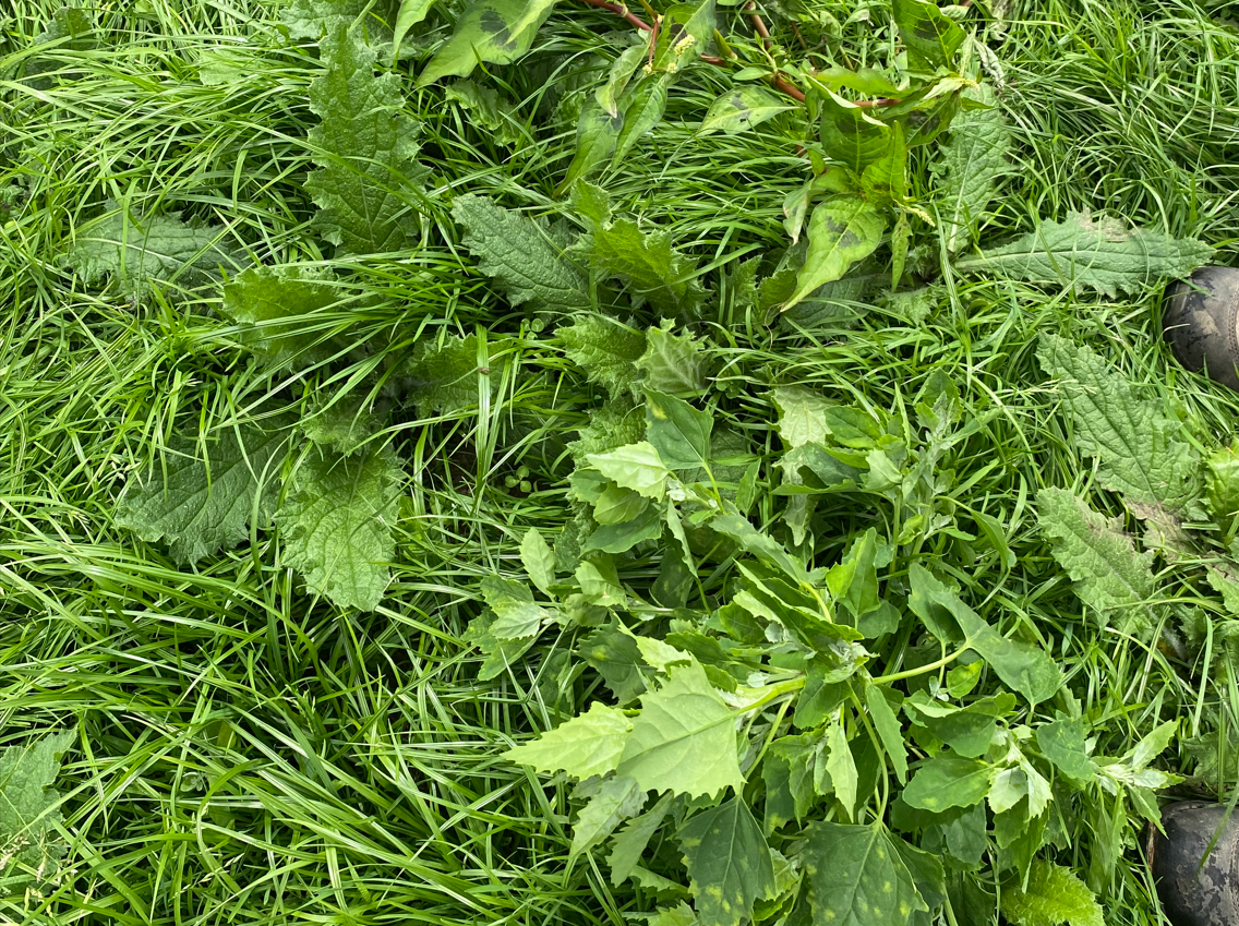 Parts of the reseed have a high number of thistles