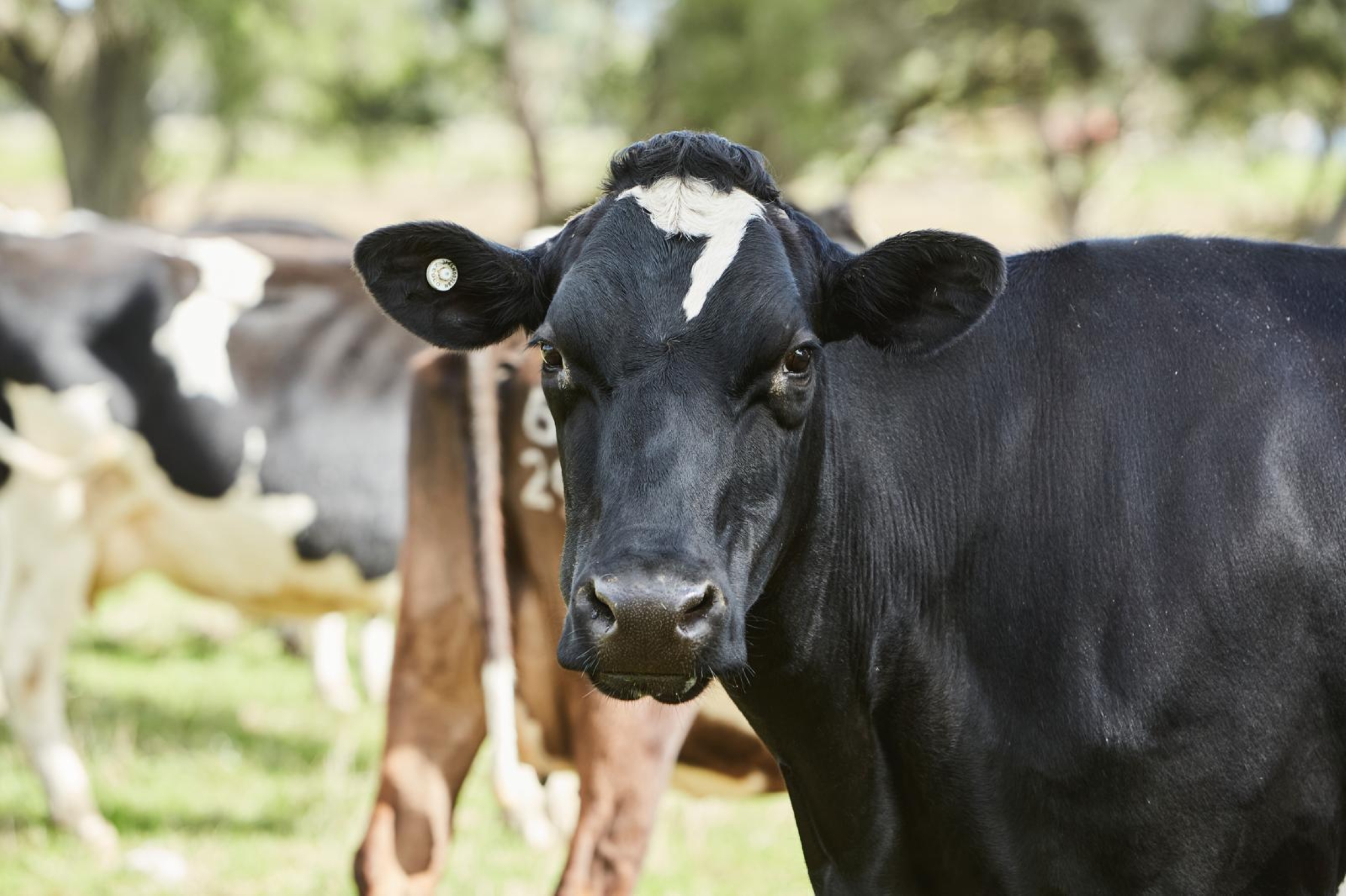The Kellys have been using genomics to improve the overall status of their herd