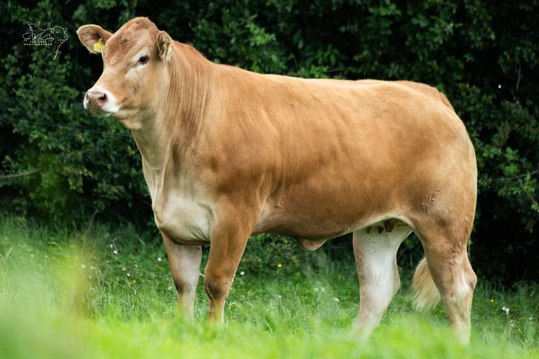 Keltic Ursina sold for €9,400