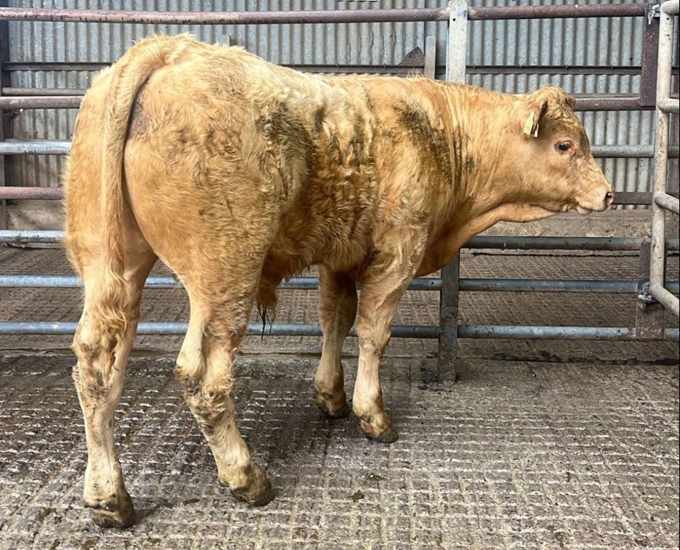 This 364kg weanling bull sold for €2,540