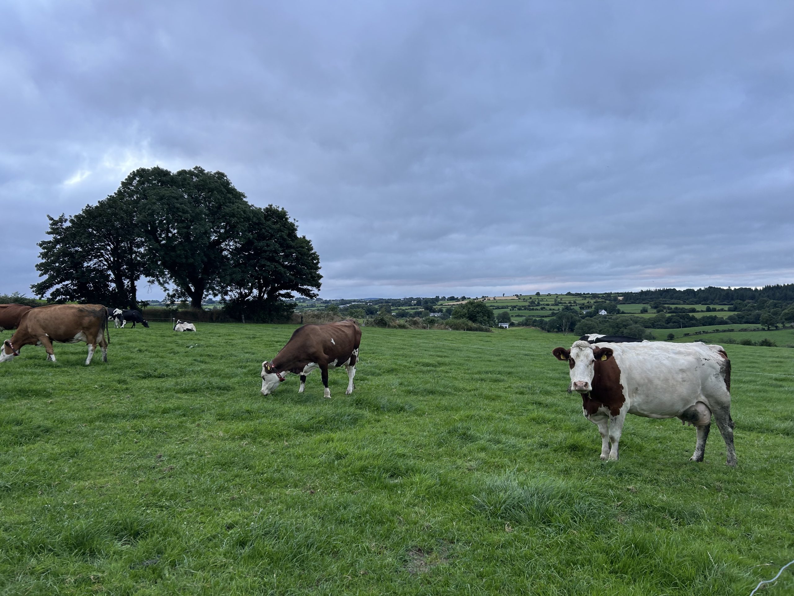 The three-way cross cows grazing on the farm