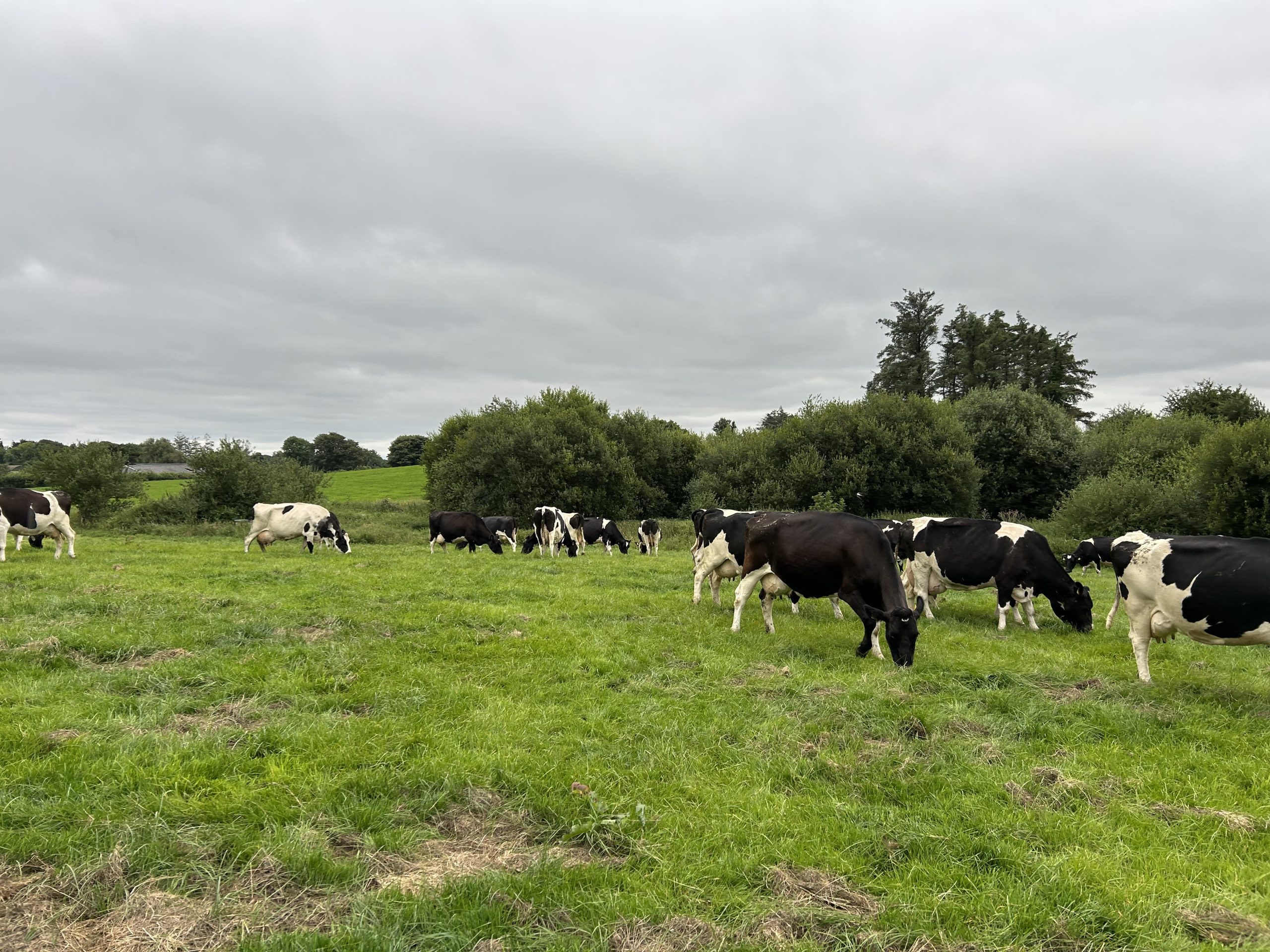 The Dekeana herd out grazing after milking
