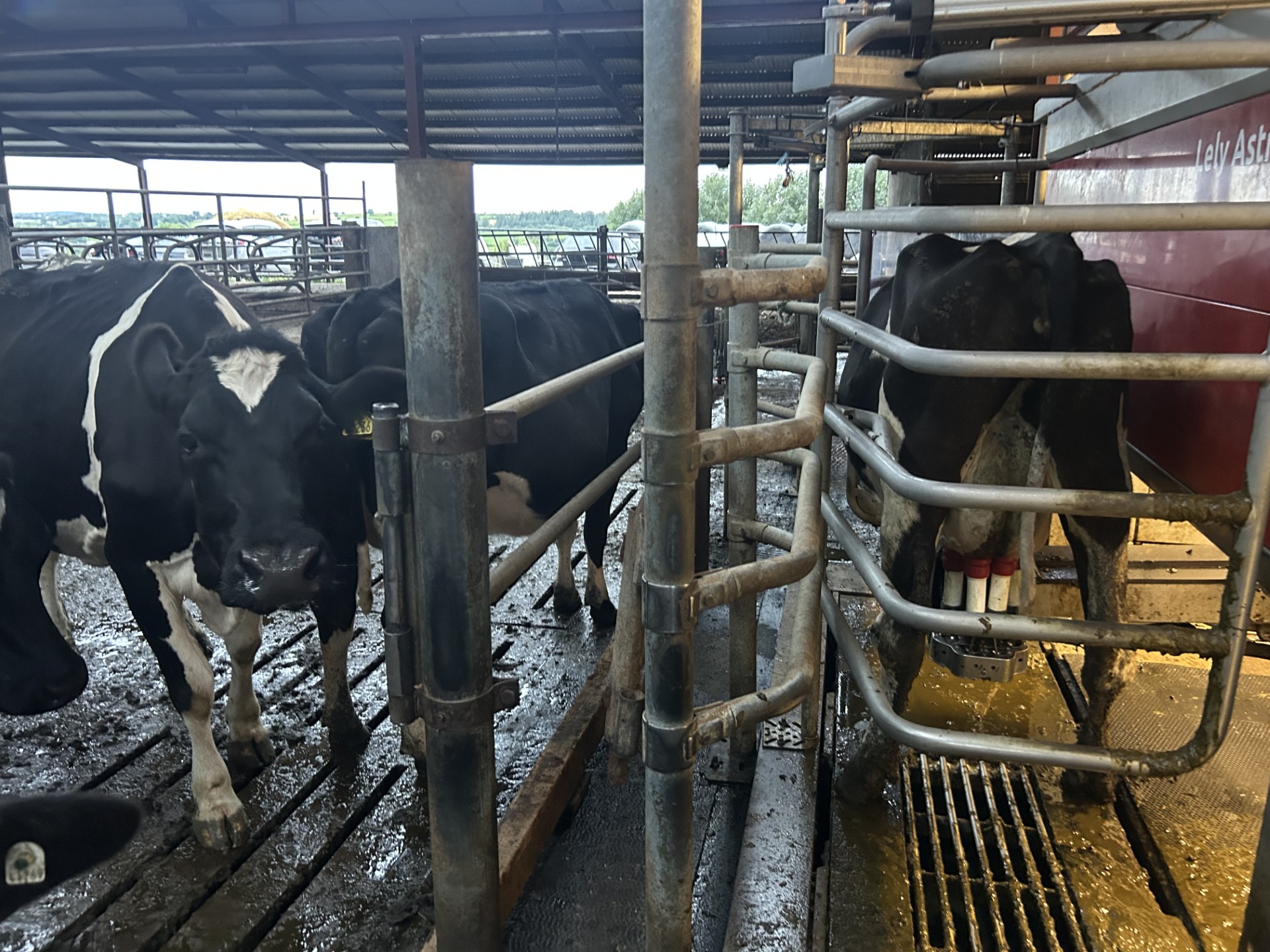 A number of cows in for milking on the Roches' farm