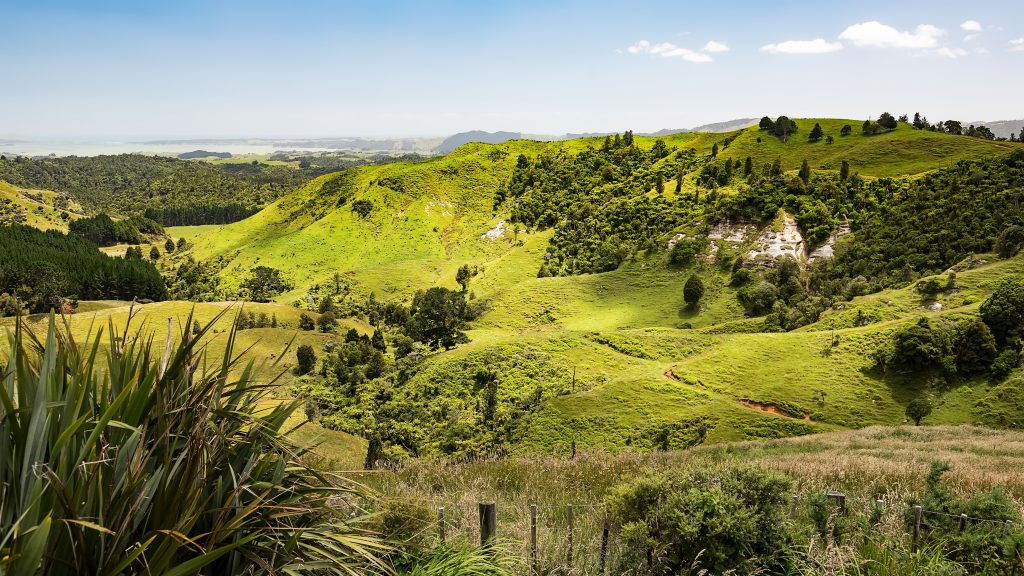 An image of a typical landscape in north New Zealand