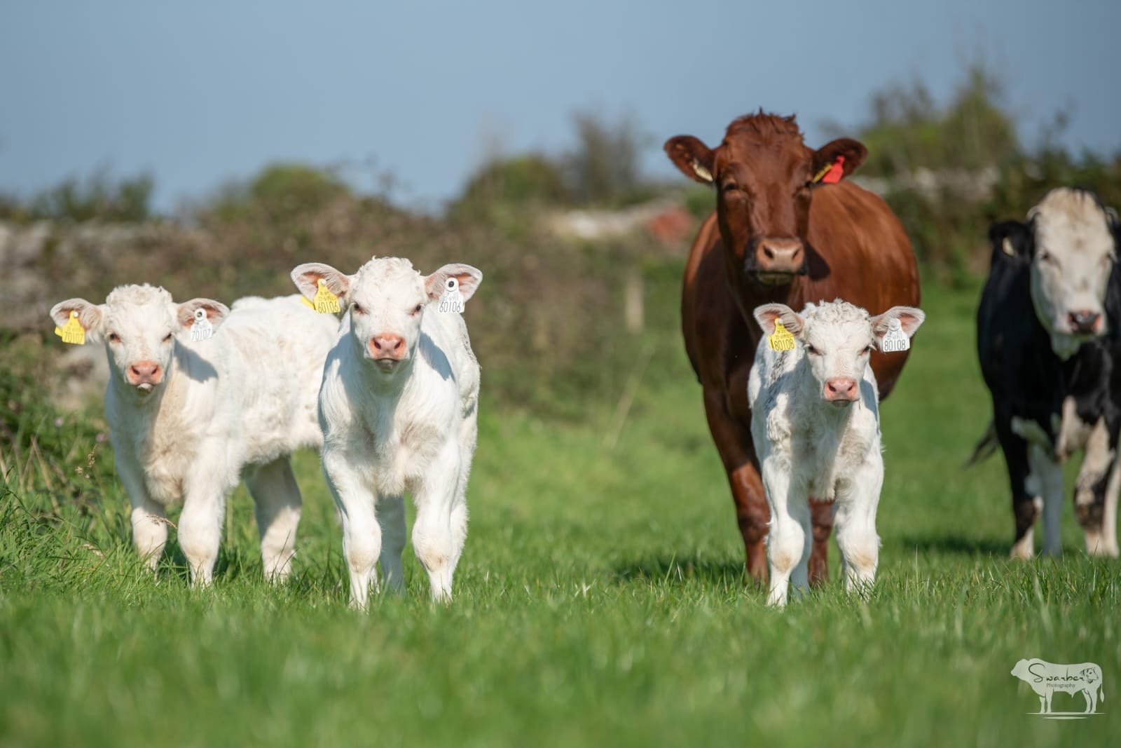 2024 ET calves