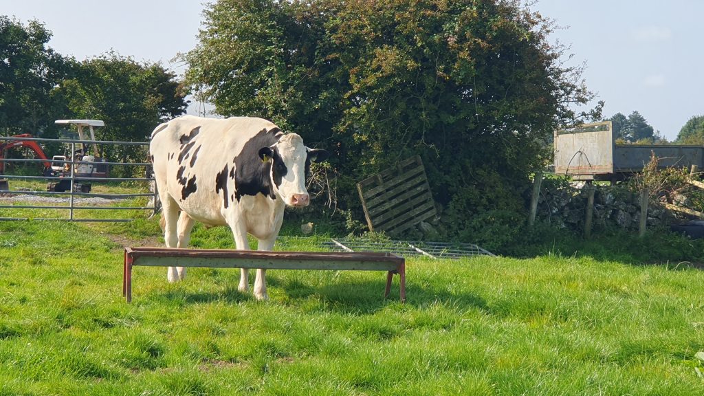 Eddie over 6ft 4" tall and weighs almost 1,200kg