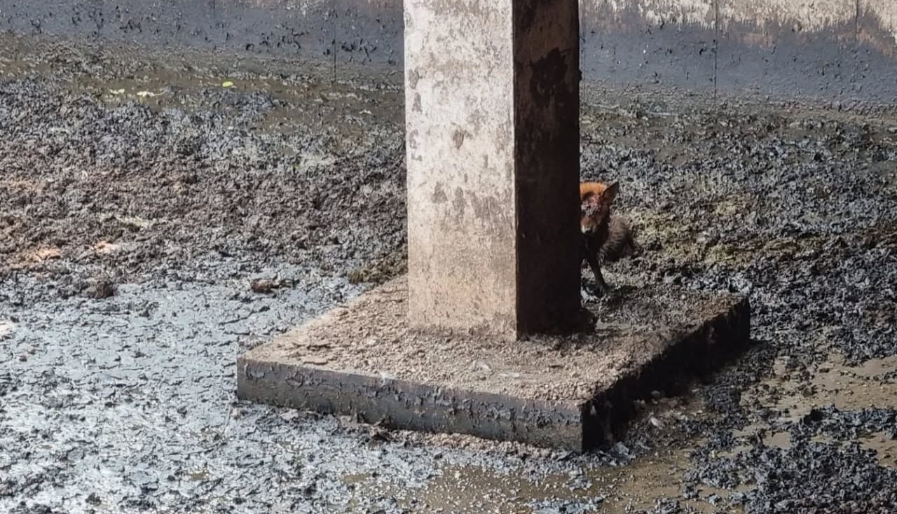 Source: Wildlife Rescue Cork Facebook