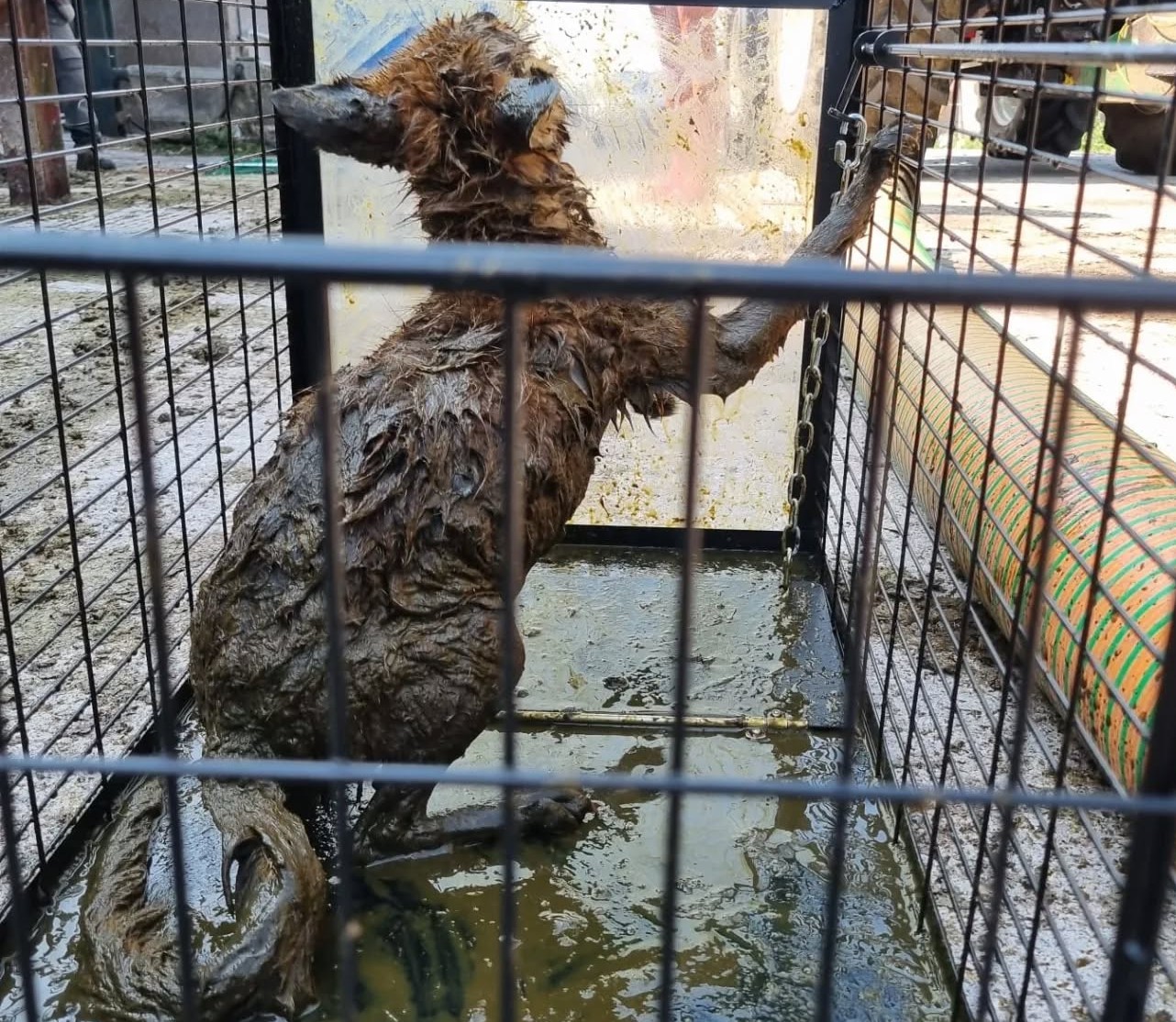 Source: Wildlife Rescue Cork