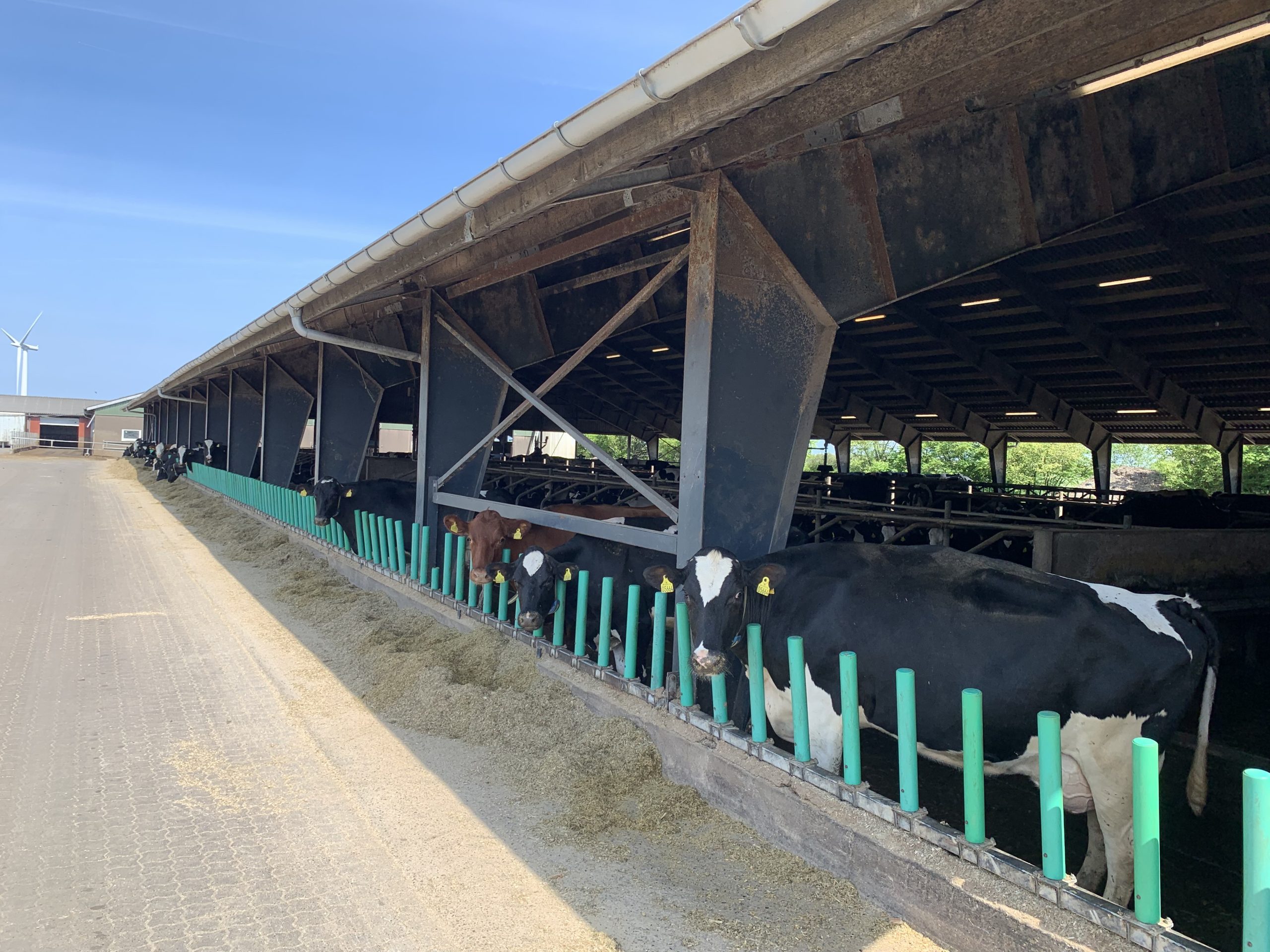 Cows are kept indoors all year round and fed a TMR