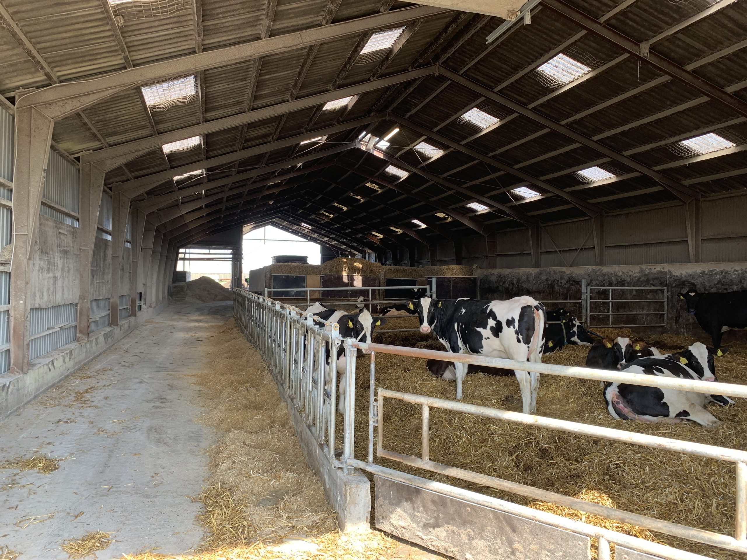 Anders plans to increase the space for dry cows and build more calving pens