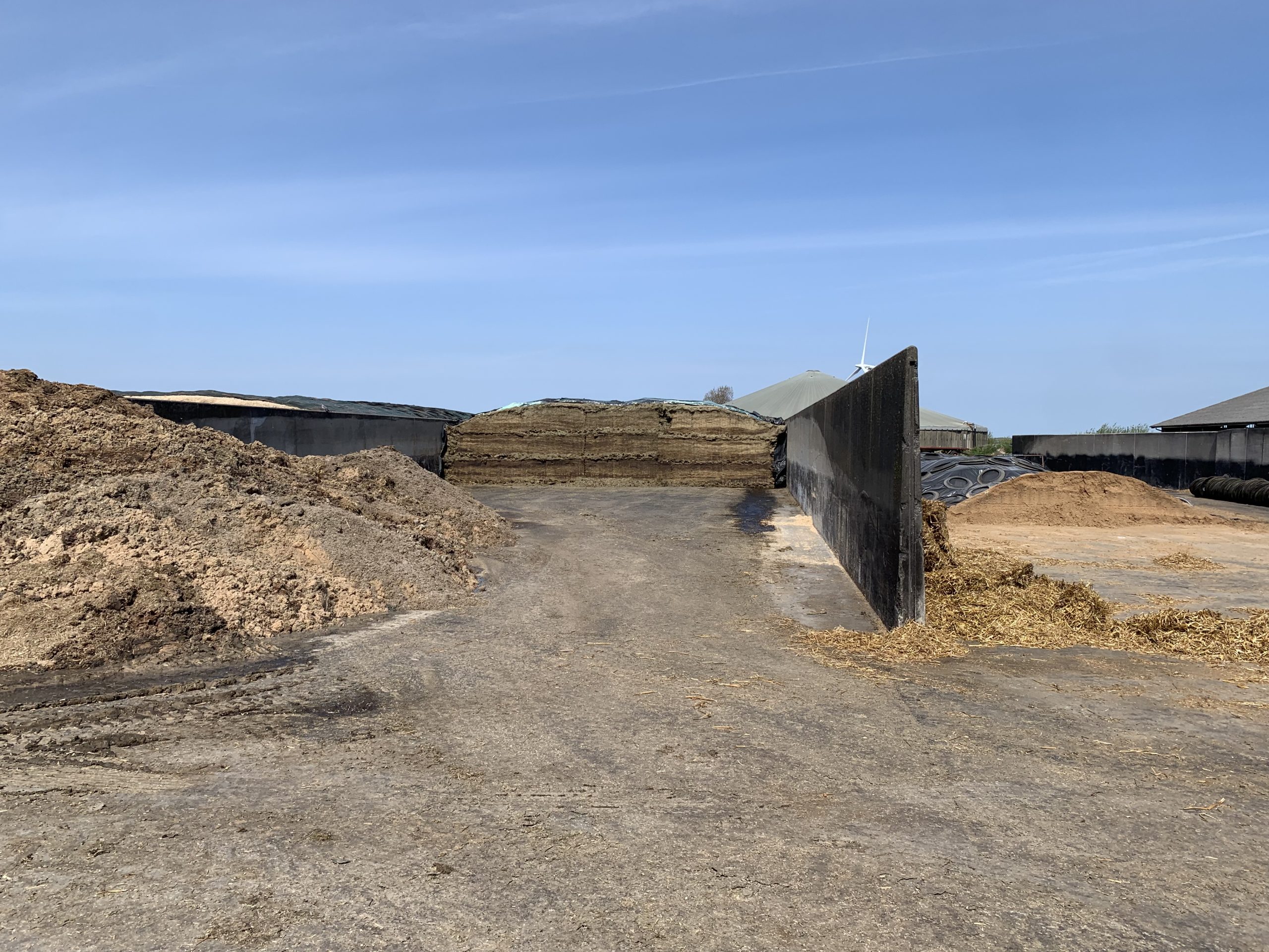 The cows are fed a diet consisting of 75% maize silage