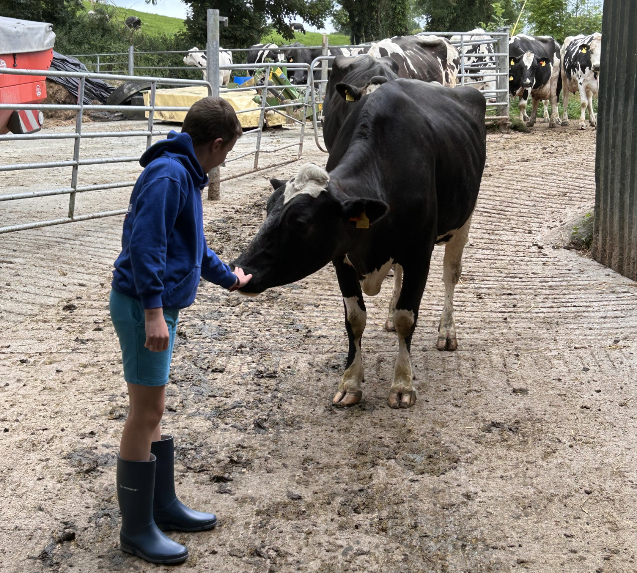 Isaac O'Mahony with pedigree Holstein cow. Source: Barry O'Mahony.