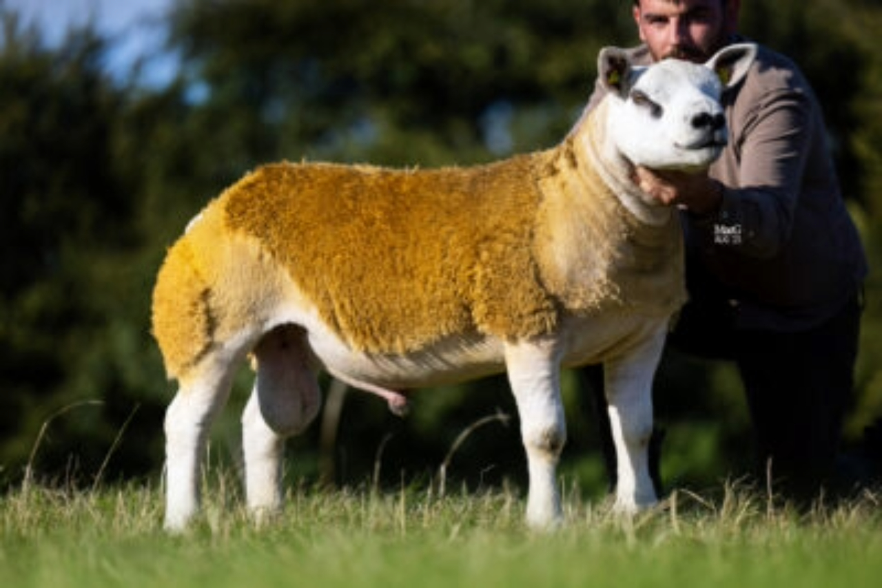 Speenogue Iron Man. Source: Irish Texel Sheep Society