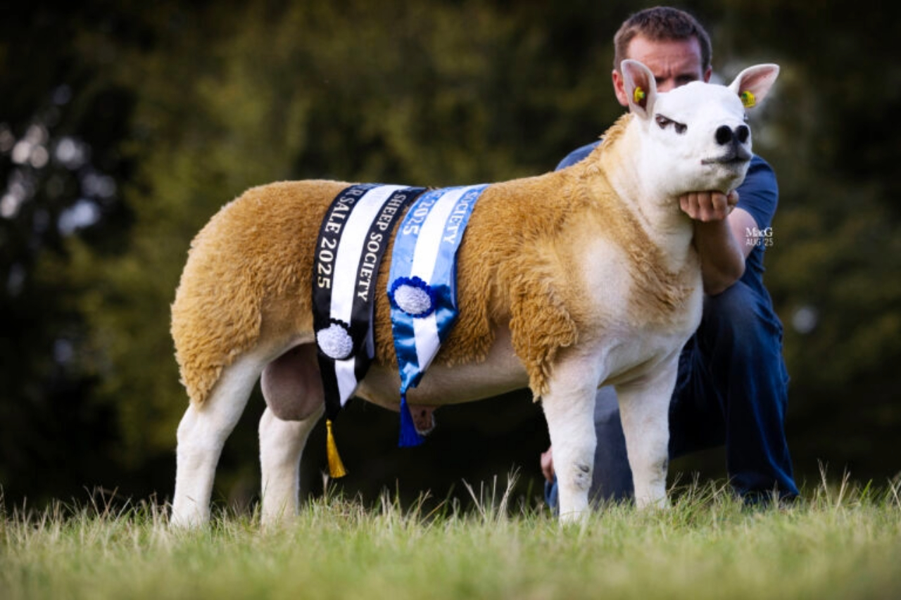 Auldhouseburn Fancy Pants. Source: Irish Texel Sheep Society