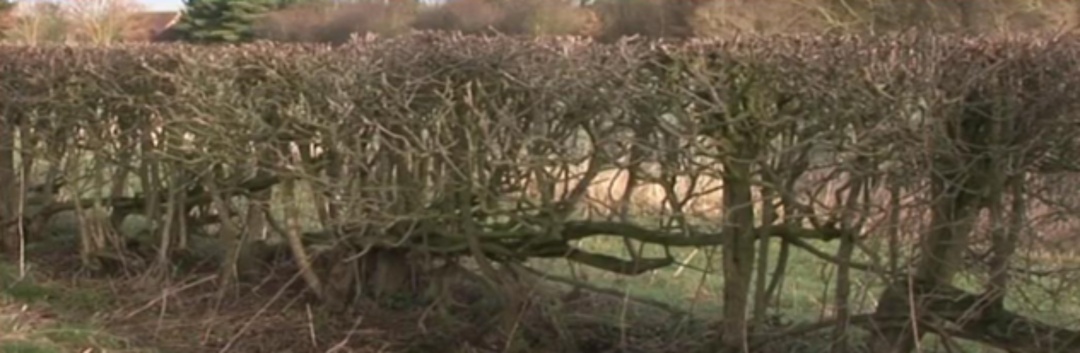 Over-trimmed hedge. Source: DAFM