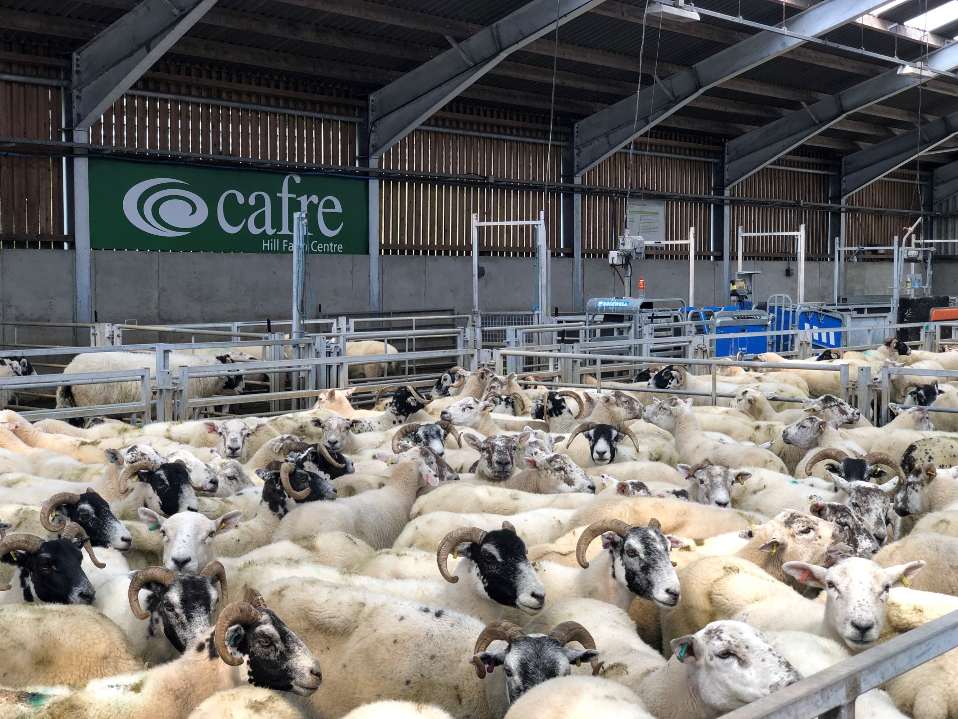 Ewes which reared crossbred lambs body condition scored, udders check and OPA scanned. (Source: CAFRE)