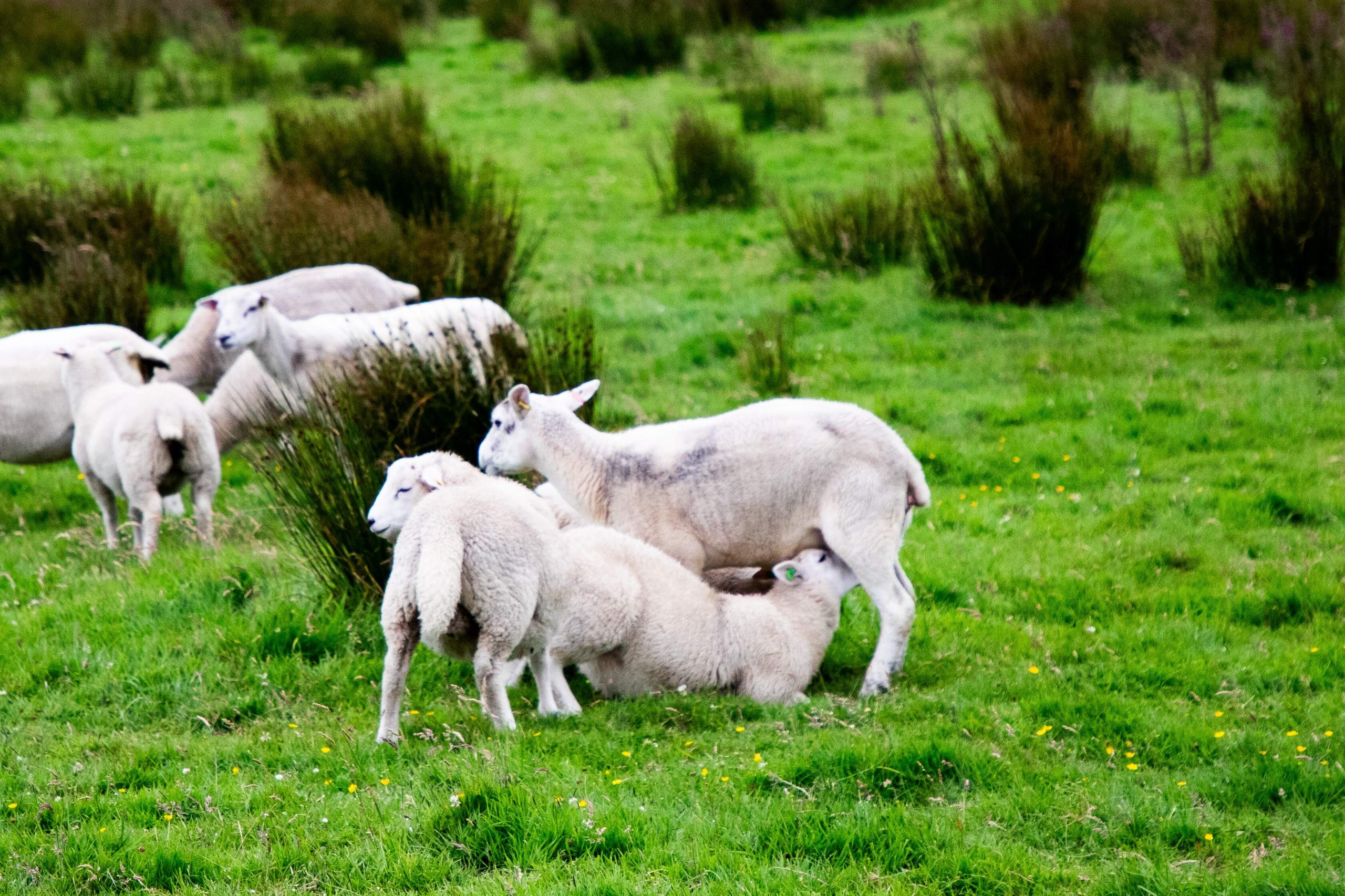 Crossbred ewes and lambs on the Hill Farm at Glenwherry. (Source: CAFRE)
