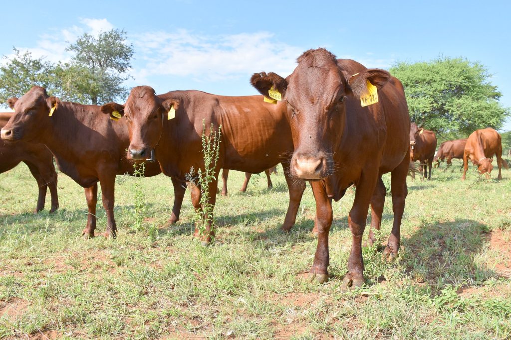Australia has developed the world's first biodegrable vaccine for FMD, which is endemic in many countries, particularly Africa, Asia and Middle East.