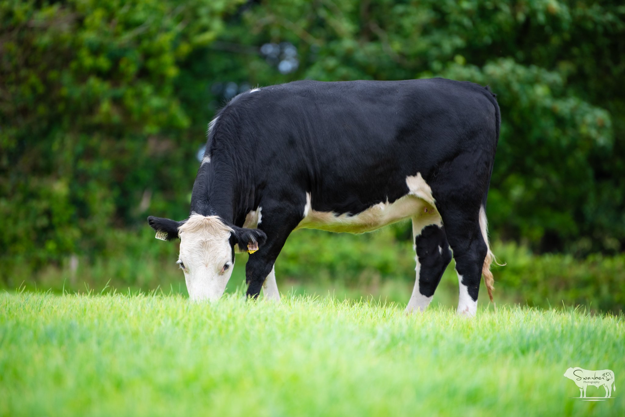In-calf recipient heifers